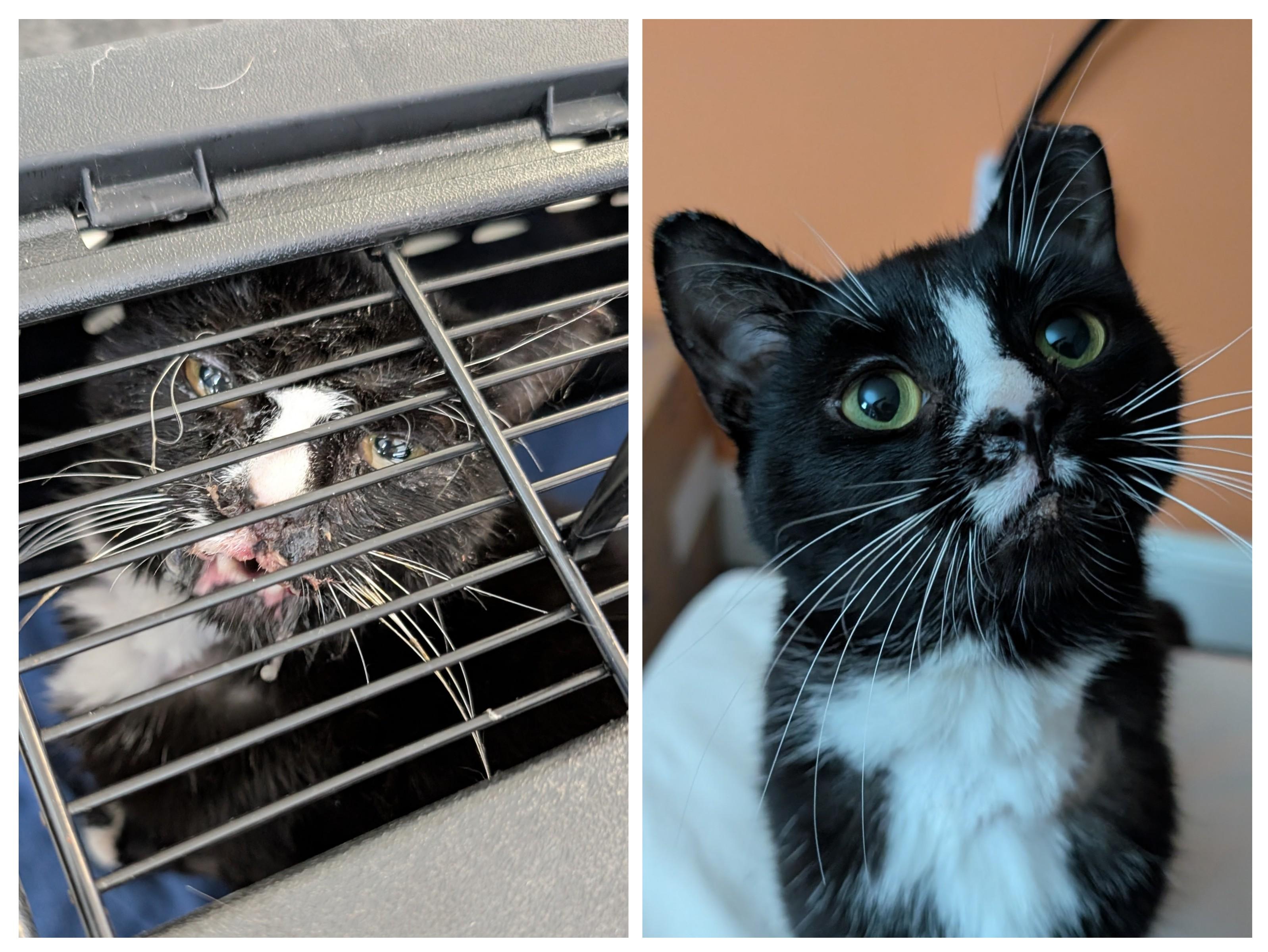 Lucky-Sweet Tuxedo Gent, a Adoptable Domestic Short Hair in Laurel, MD image 4/6
