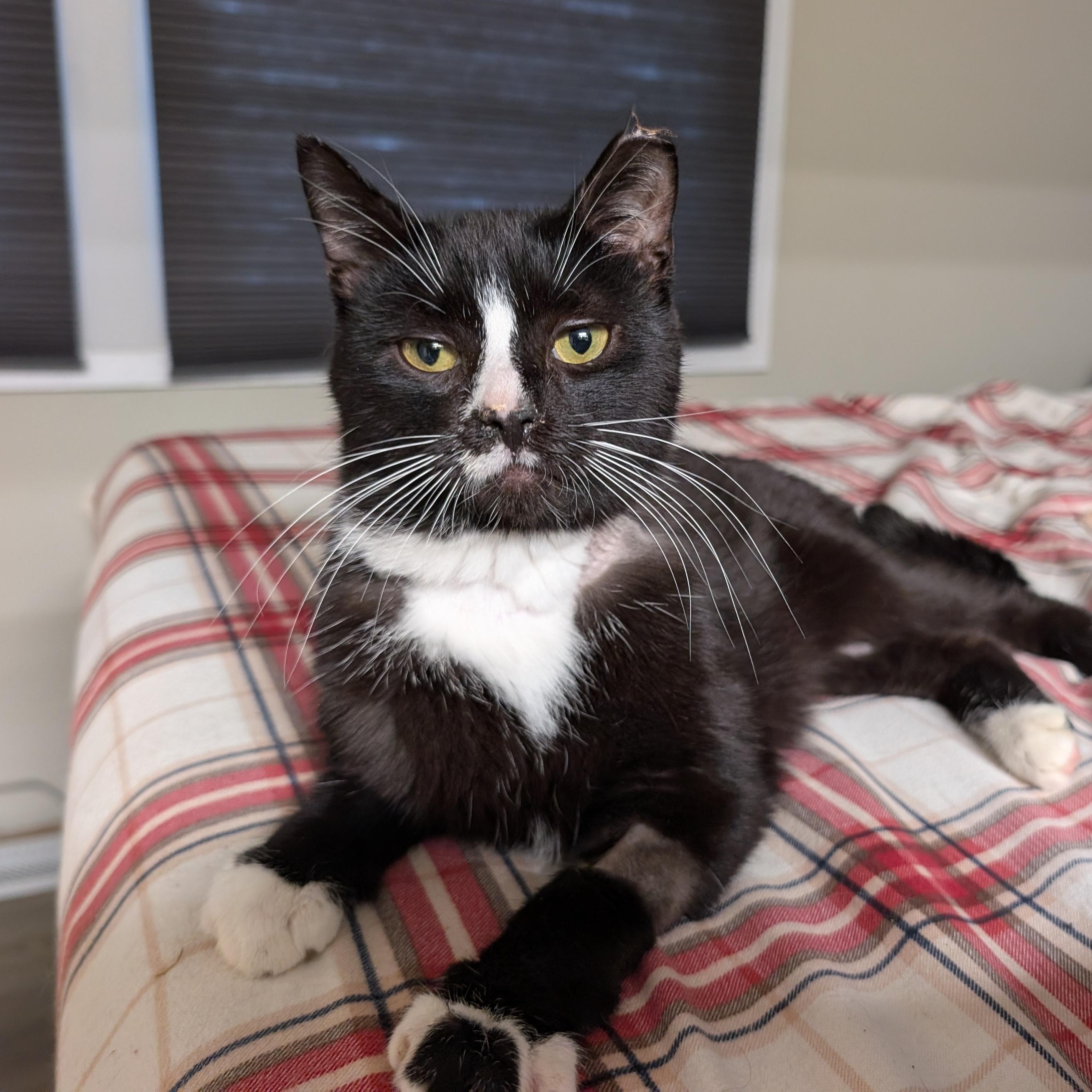 Lucky-Sweet Tuxedo Gent, a Adoptable Domestic Short Hair in Laurel, MD image 5/6