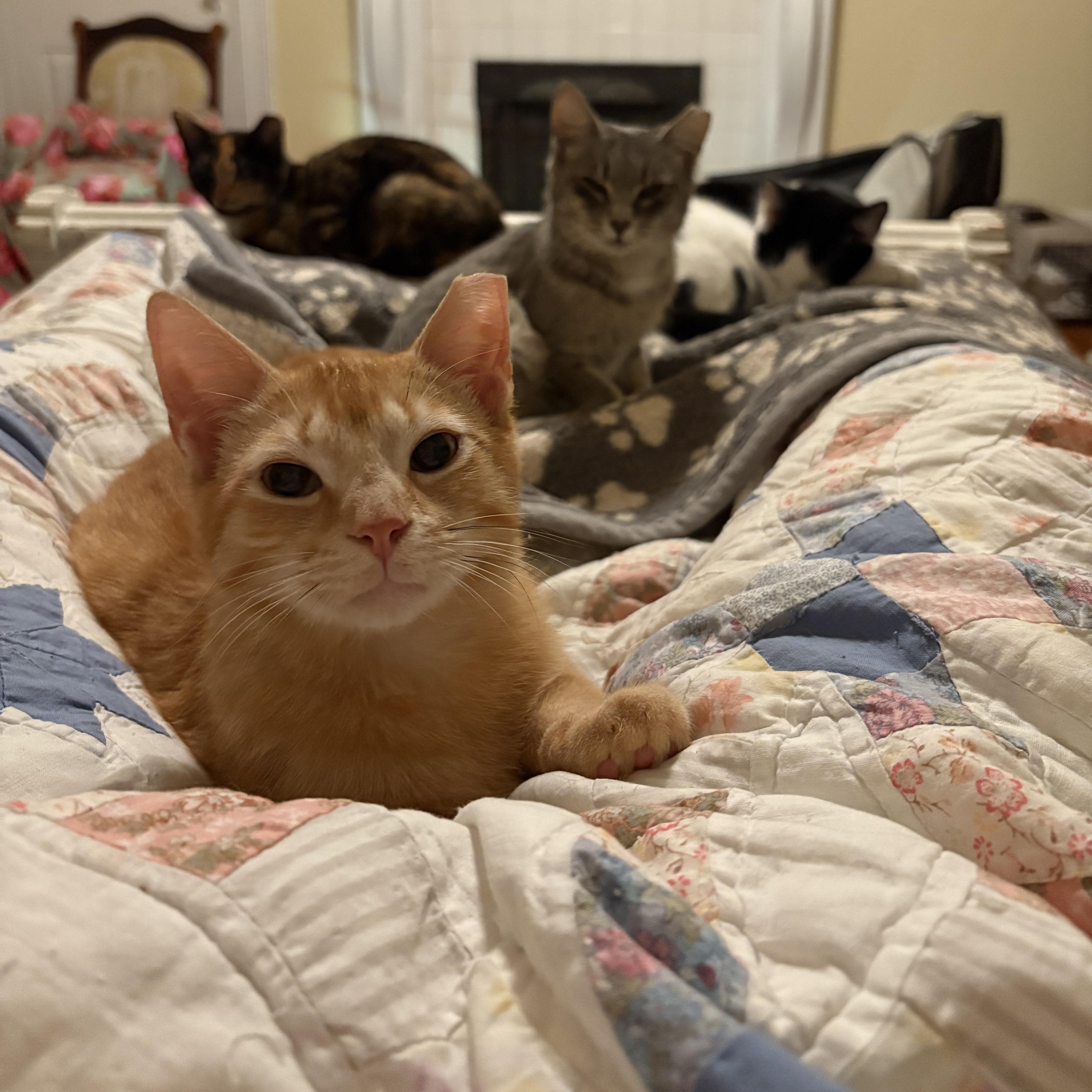 Enlarge Spice 3.0, a Adoptable Domestic Short Hair in LITTLE MOUNTAIN, SC image 4/6
