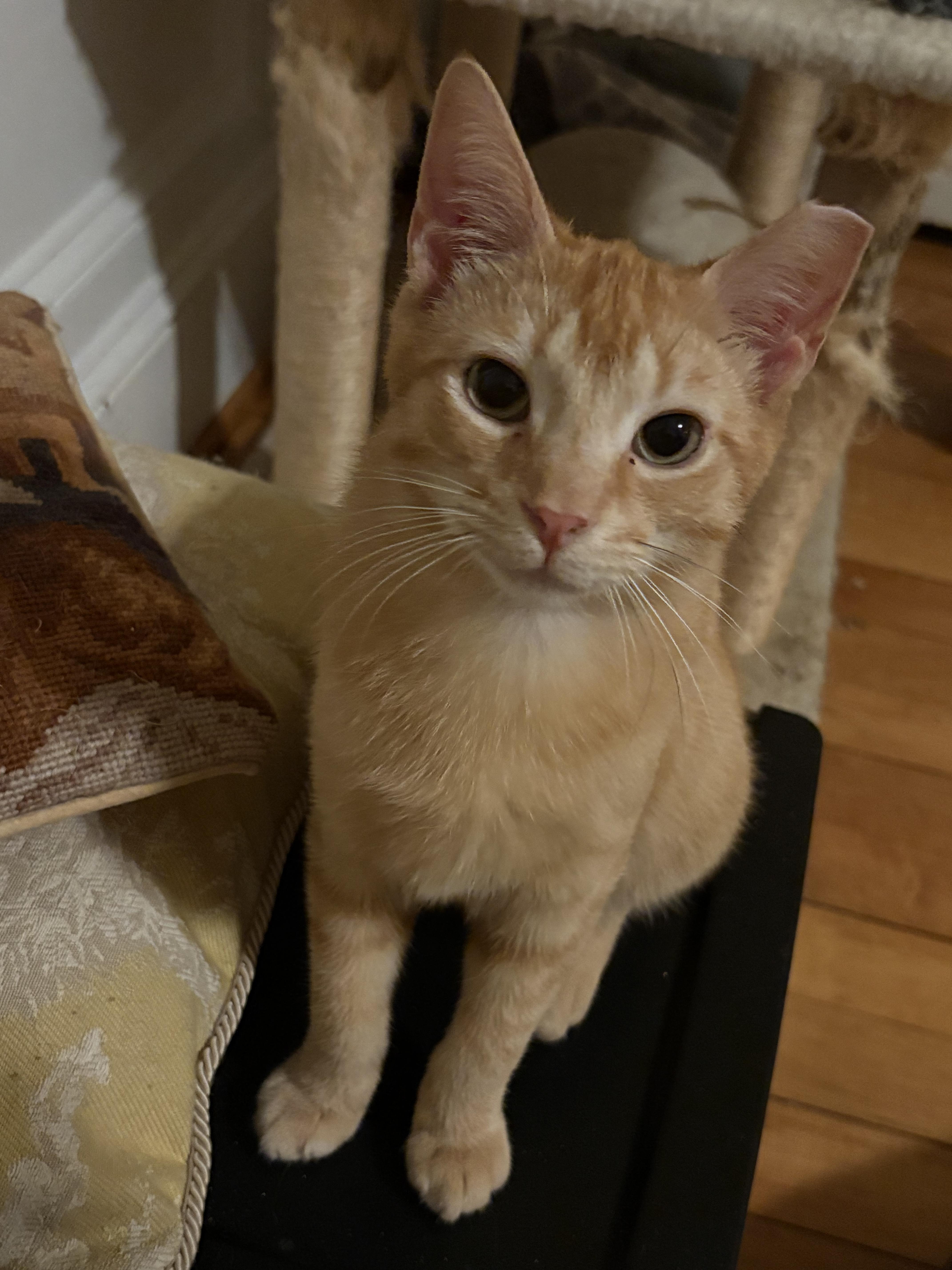 Enlarge Spice 3.0, a Adoptable Domestic Short Hair in LITTLE MOUNTAIN, SC image 5/6