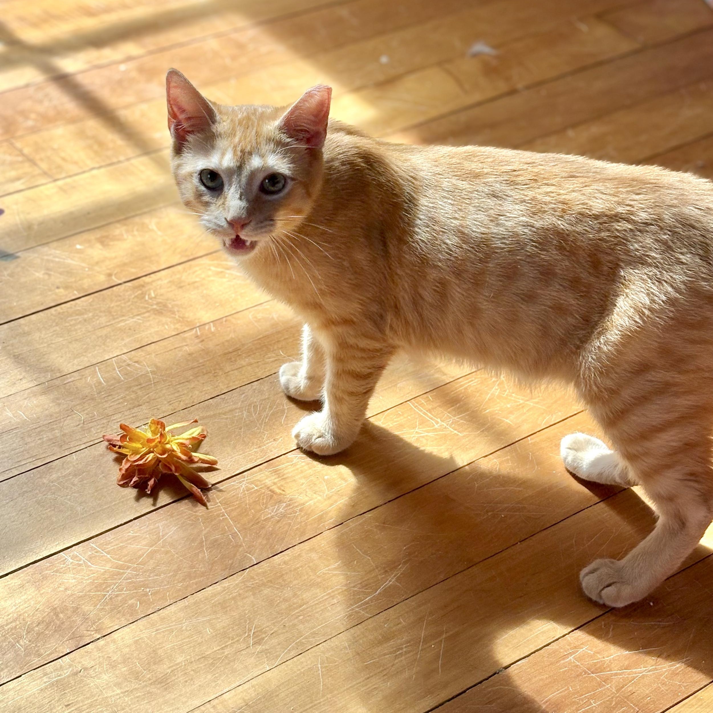 Enlarge Spice 3.0, a Adoptable Domestic Short Hair in LITTLE MOUNTAIN, SC image 2/6
