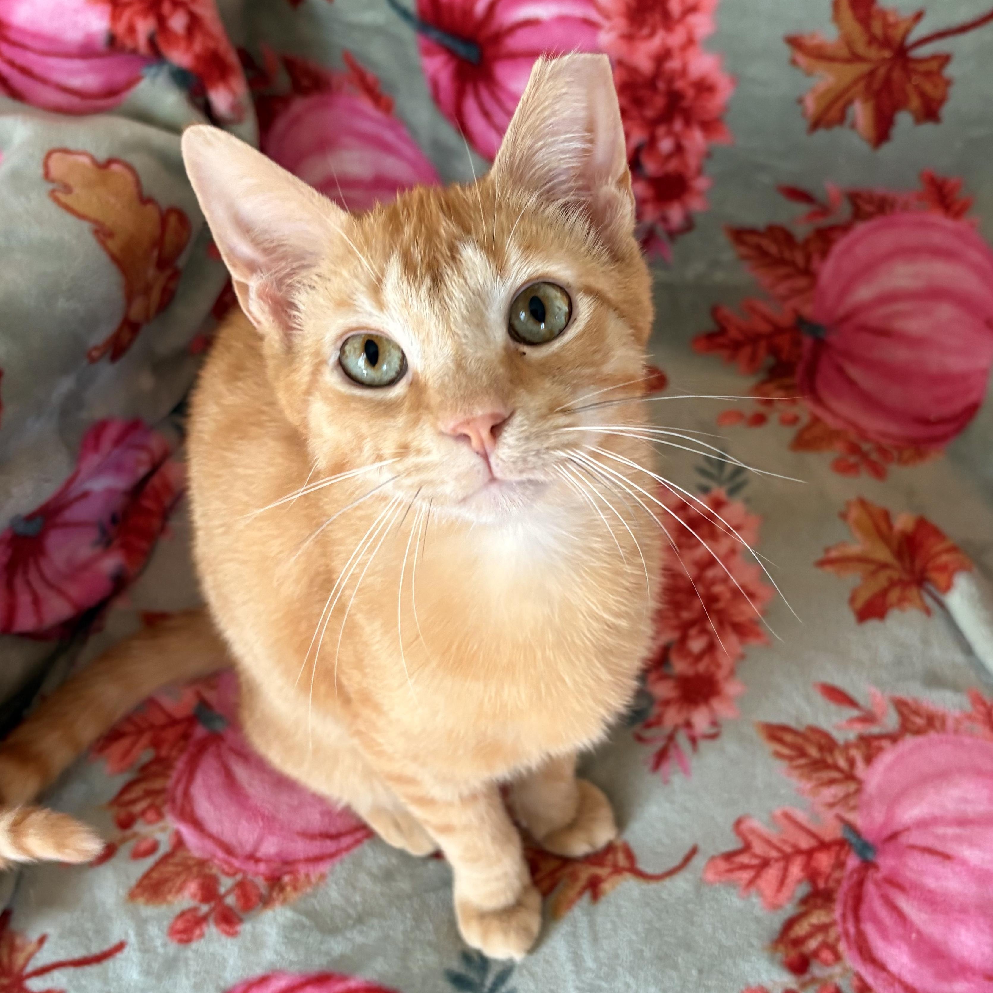 Spice 3.0, Adoptable, Young Male Domestic Short Hair.