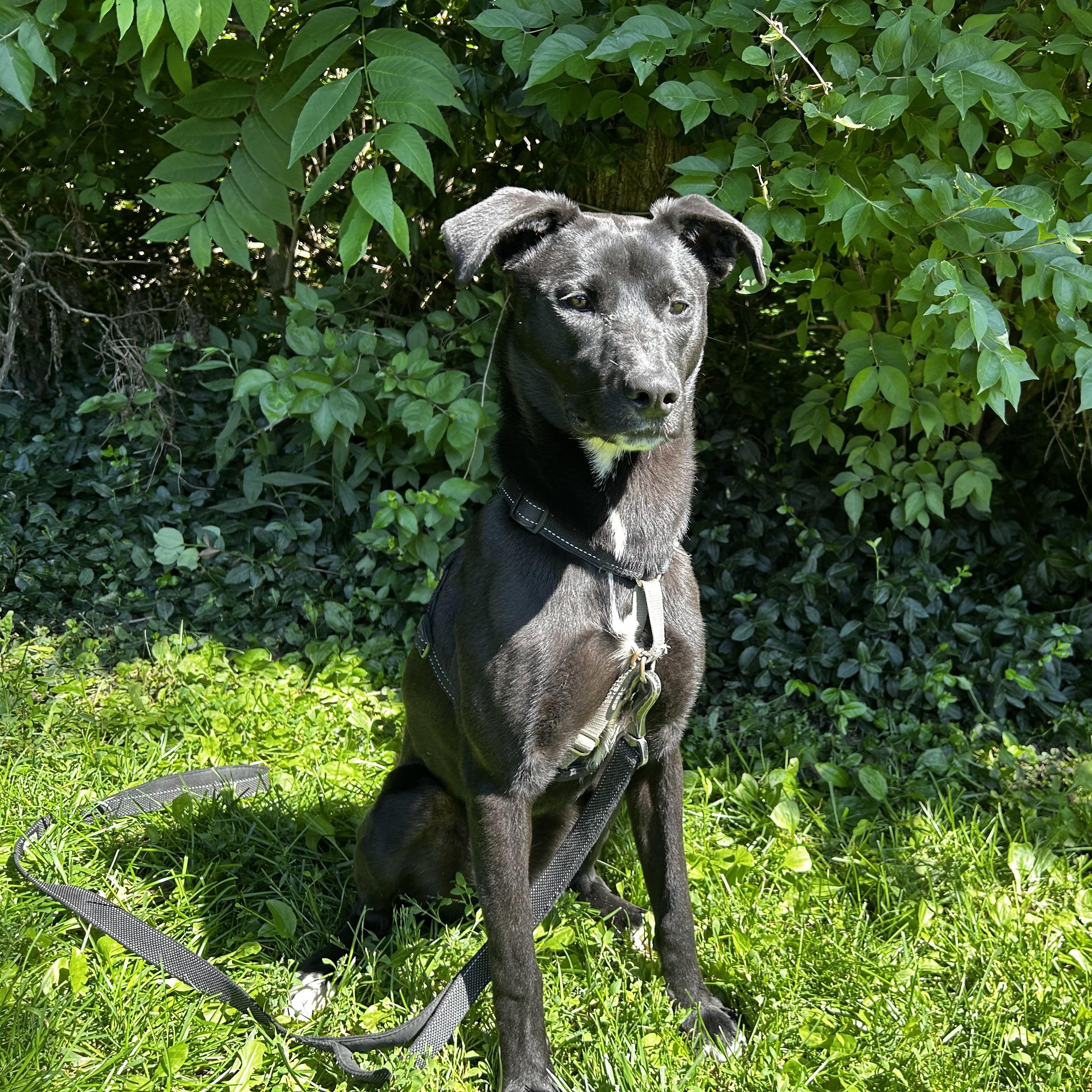 Valhrona, an adopted mixed breed in Indianapolis, IN image 1/4