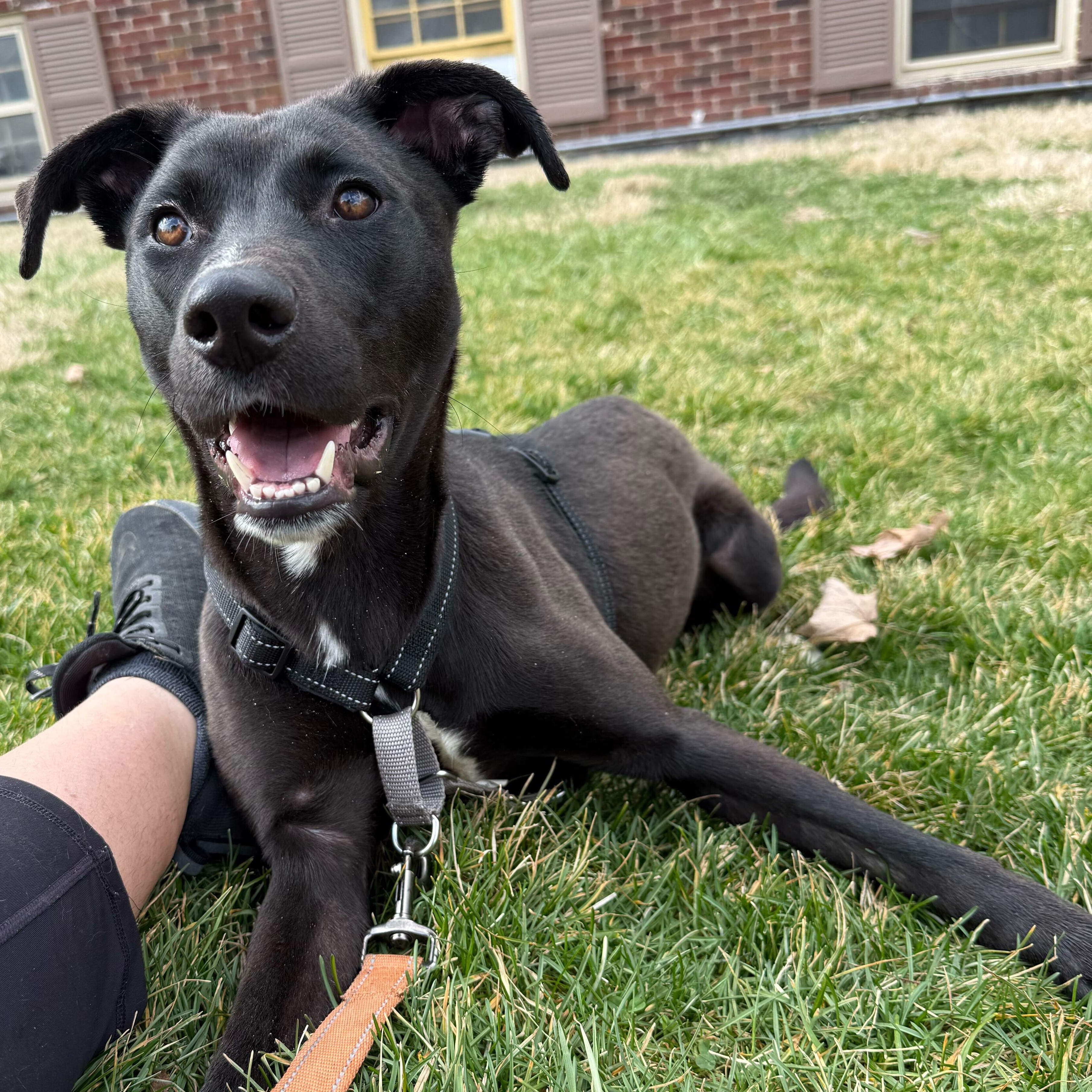 Valhrona, an adopted mixed breed in Indianapolis, IN image 2/4