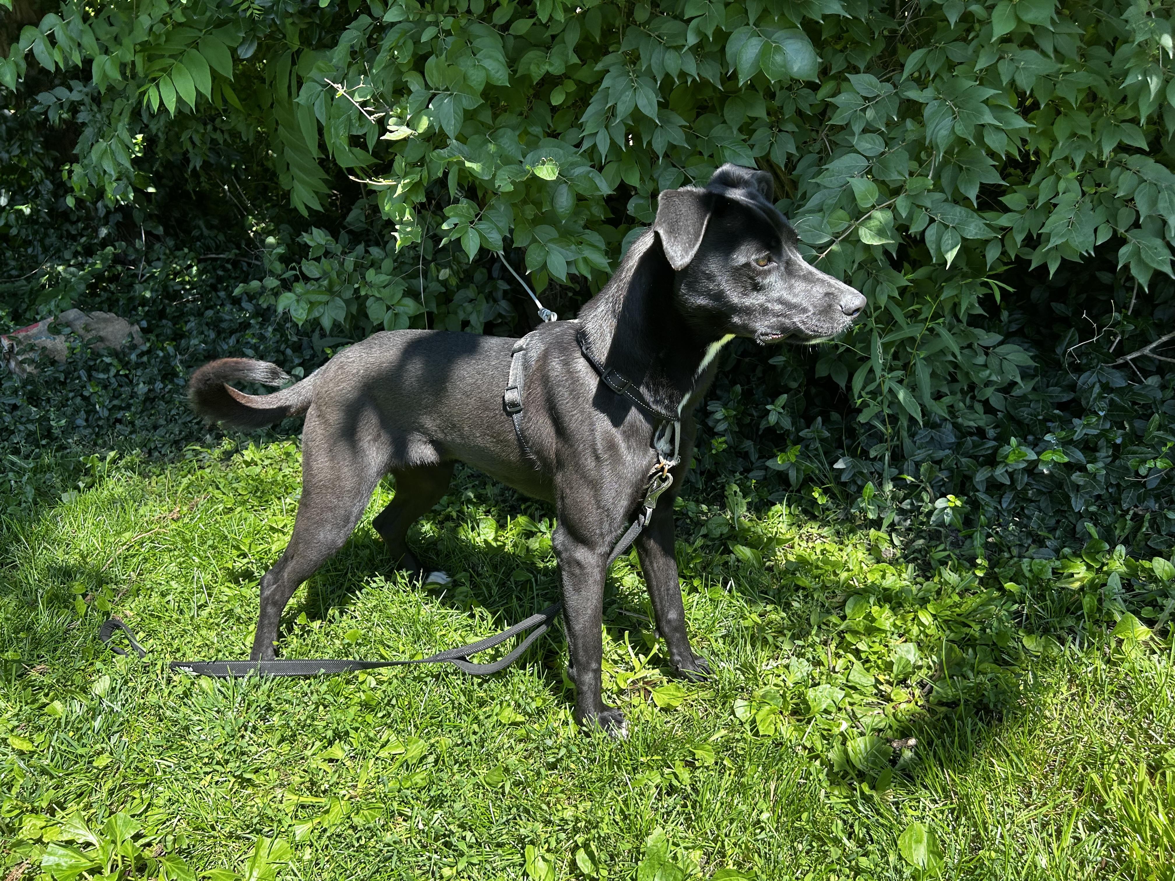 Valhrona, an adopted mixed breed in Indianapolis, IN image 4/4