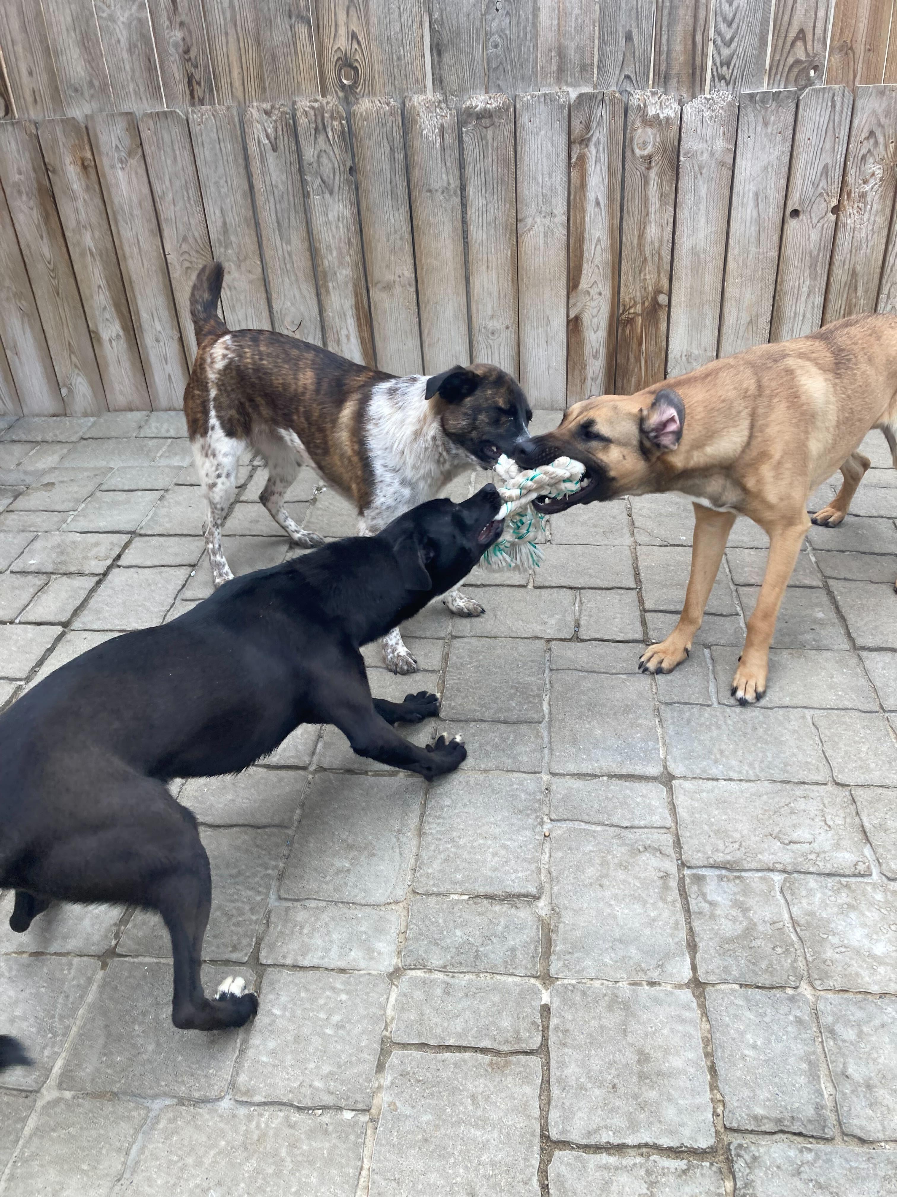 Valhrona, an adopted mixed breed in Indianapolis, IN image 3/4