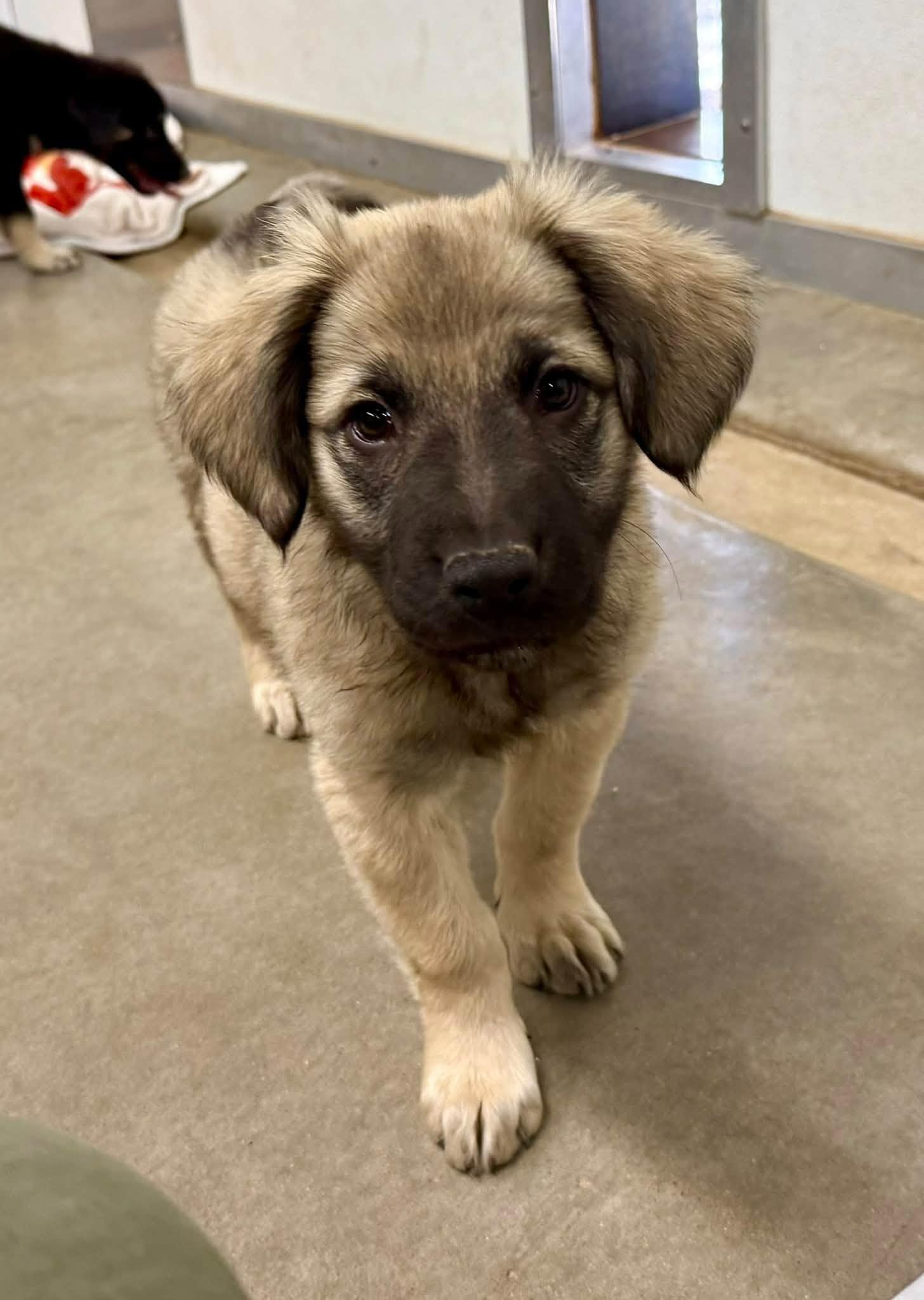Watson, Adoptable, Puppy Female Anatolian Shepherd & Golden Retriever.