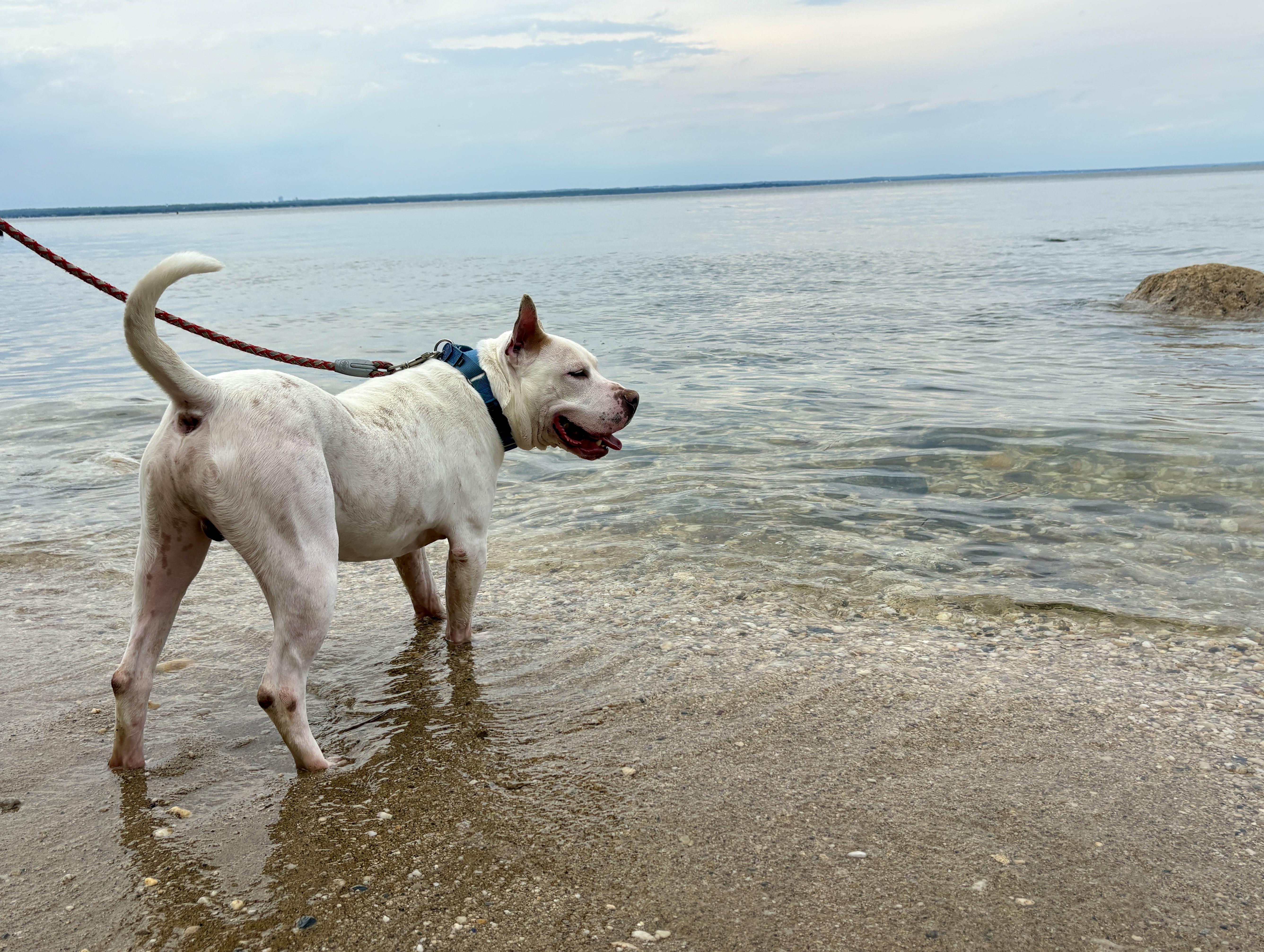 Enlarge Boo Radley, a Adoptable Pit Bull Terrier in Port Washington, NY image 4/6