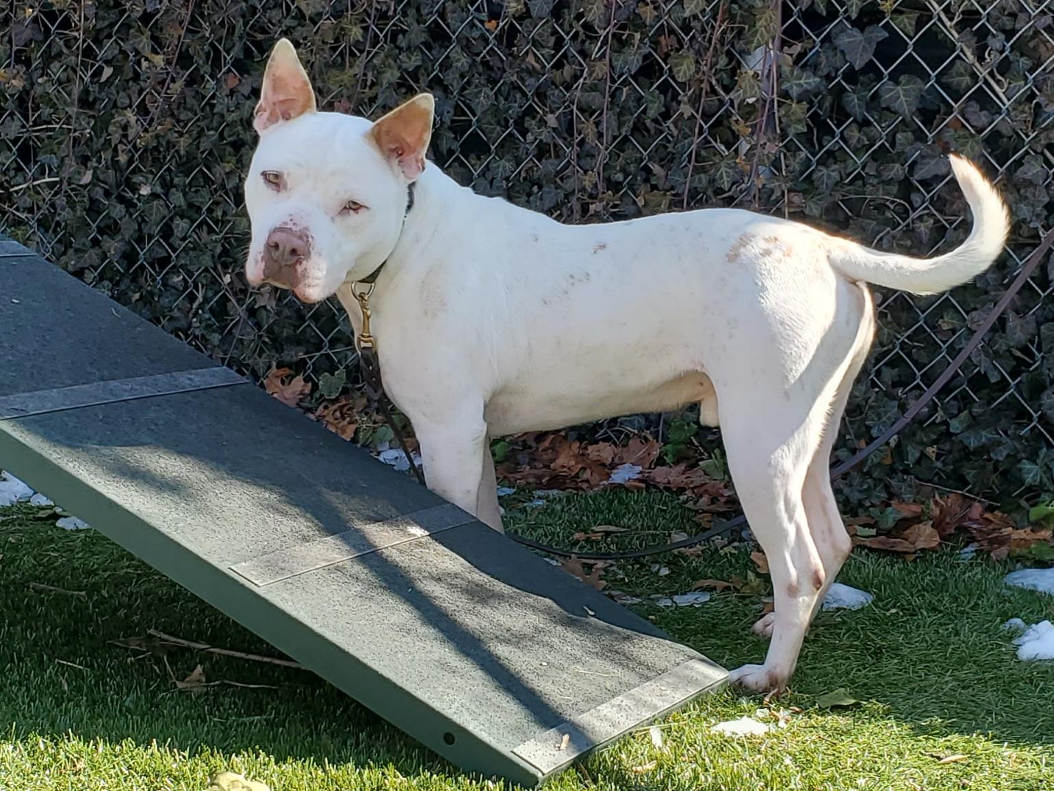Enlarge Boo Radley, a Adoptable Pit Bull Terrier in Port Washington, NY image 5/6