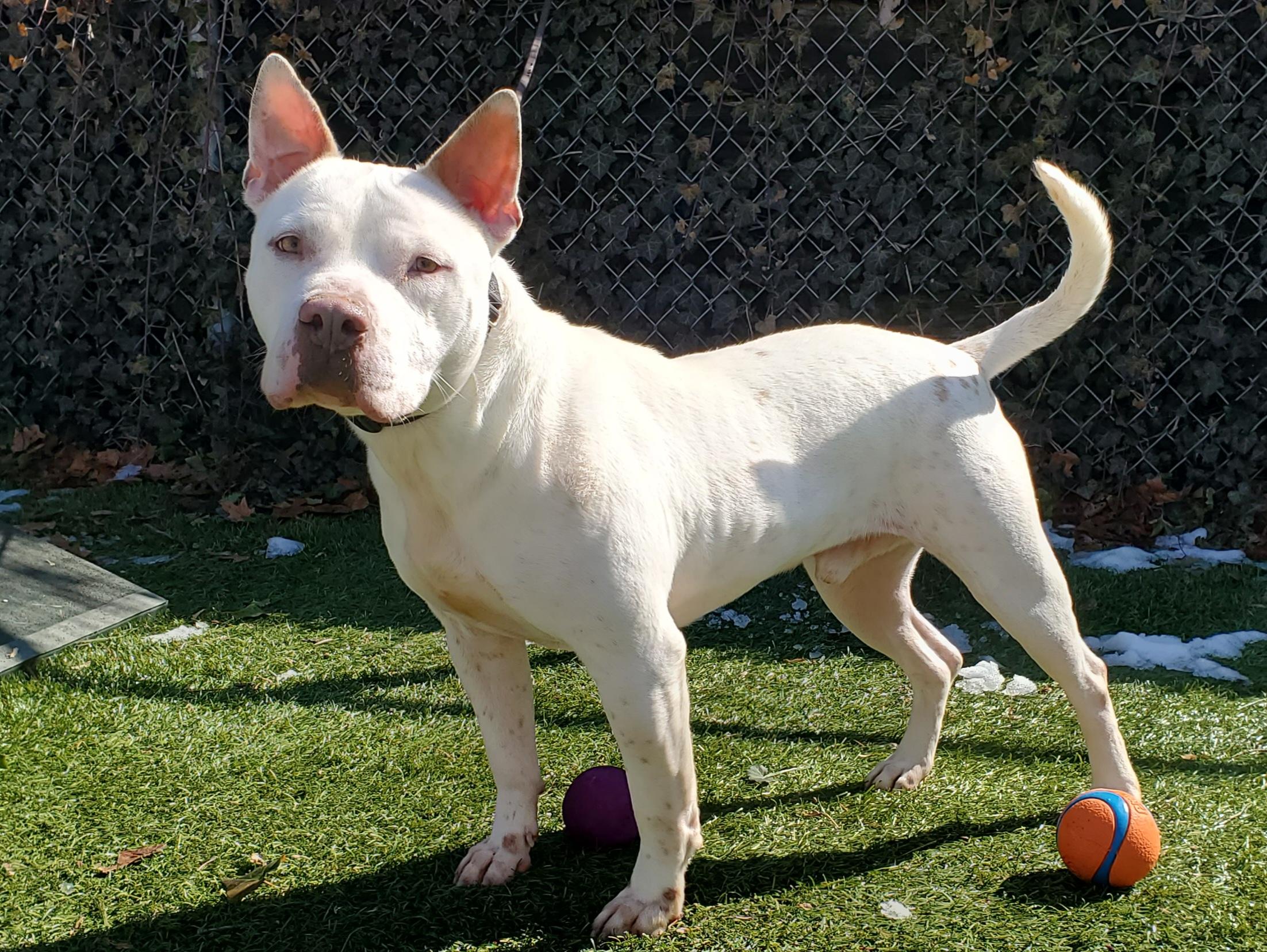 Enlarge Boo Radley, a Adoptable Pit Bull Terrier in Port Washington, NY image 1/6