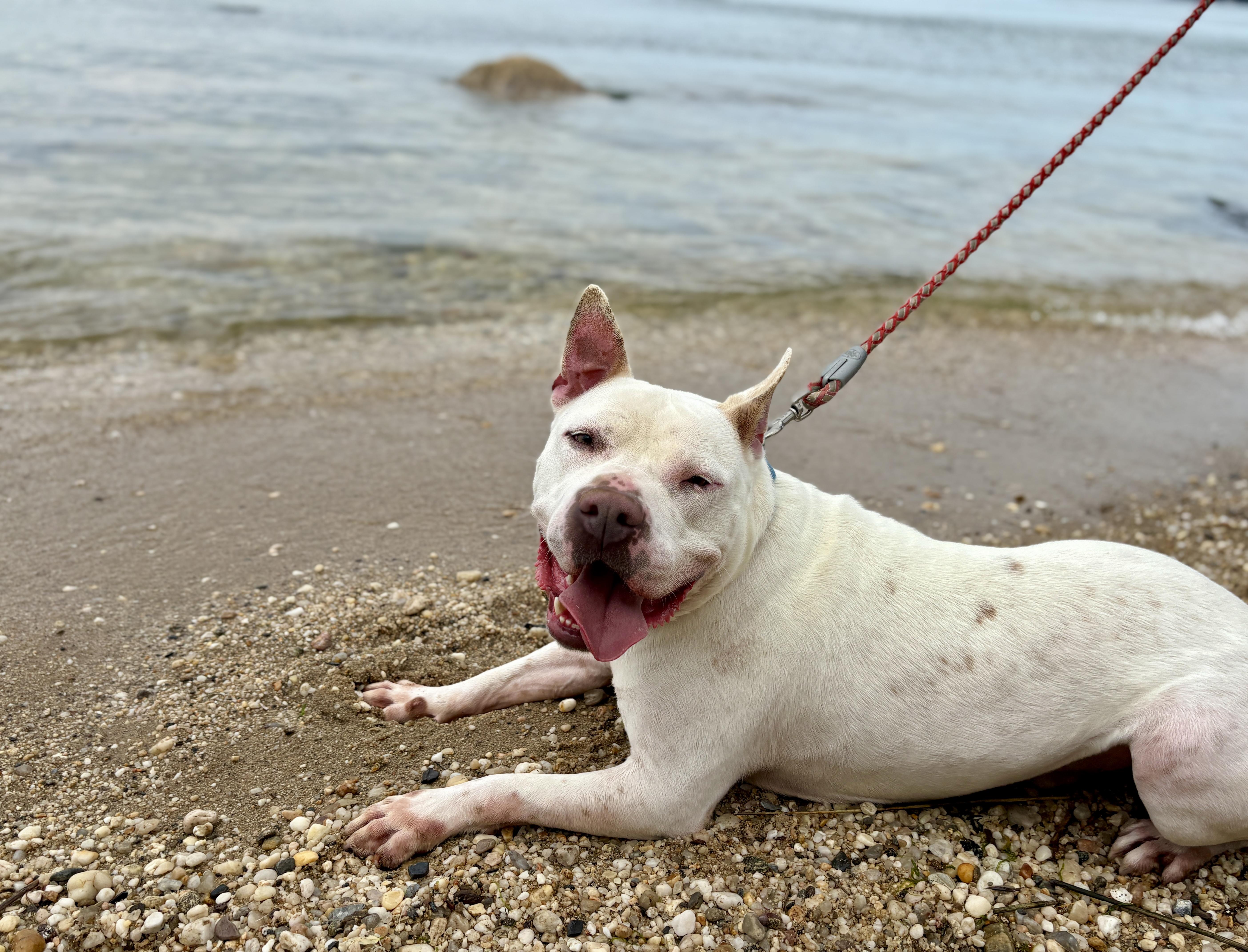 Boo Radley, Adoptable, Adult Male Pit Bull Terrier.
