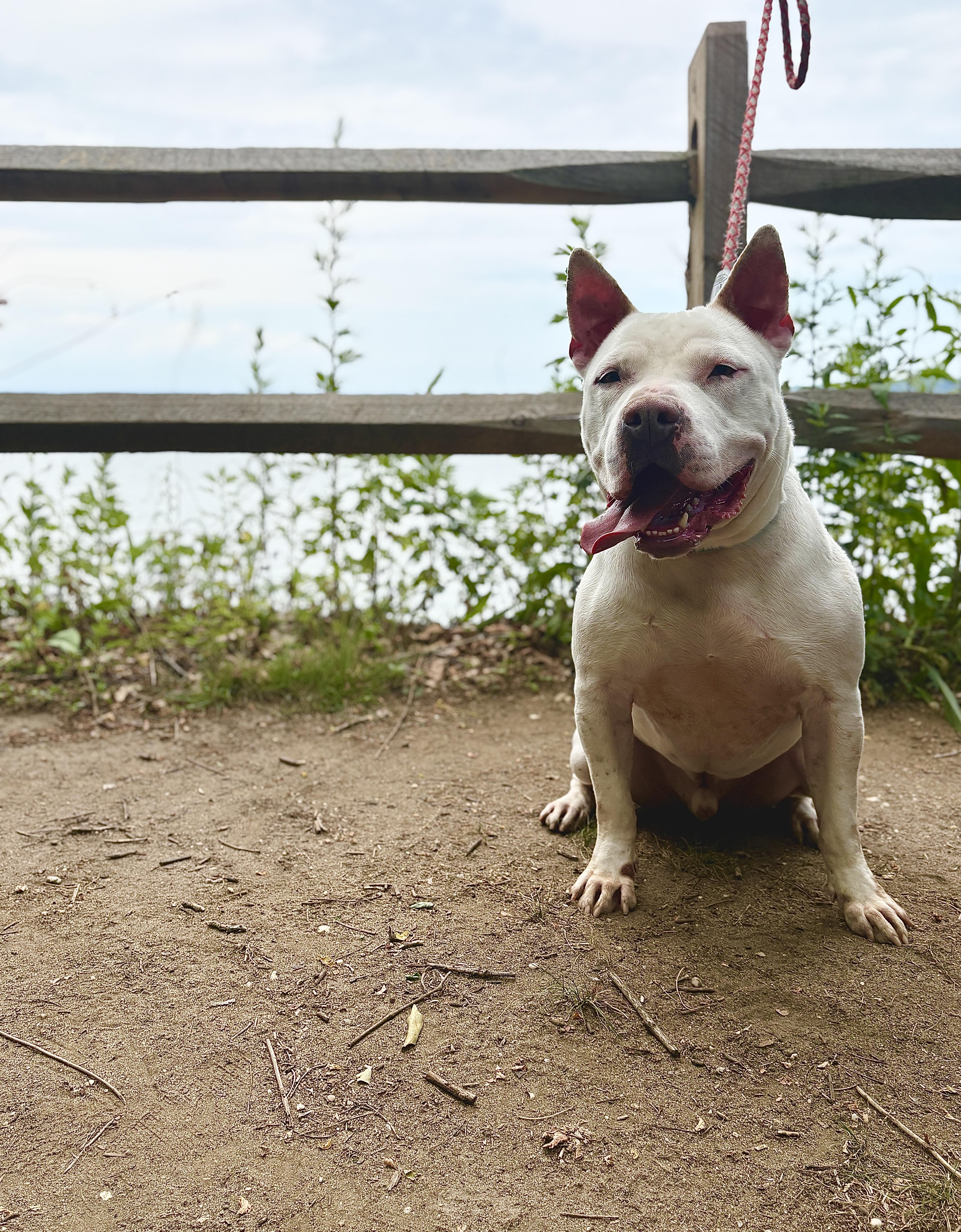 Enlarge Boo Radley, a Adoptable Pit Bull Terrier in Port Washington, NY image 2/6