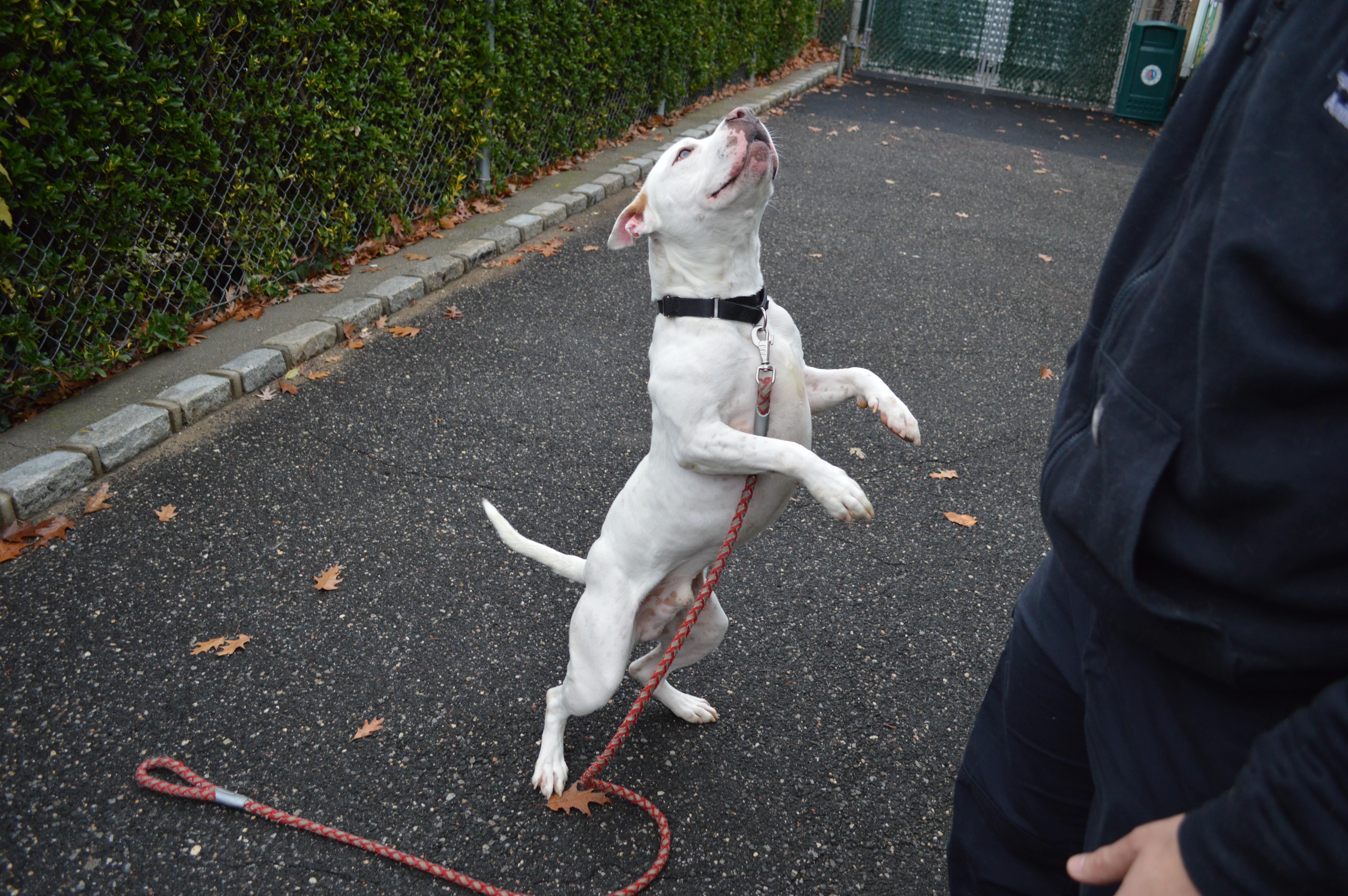 Boo Radley, Adoptable, Adult Male Pit Bull Terrier.