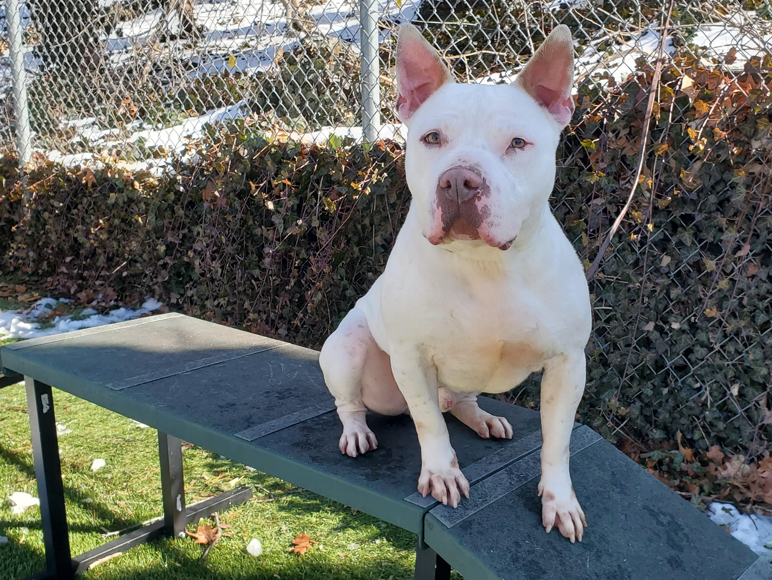 Enlarge Boo Radley, a Adoptable Pit Bull Terrier in Port Washington, NY image 3/6