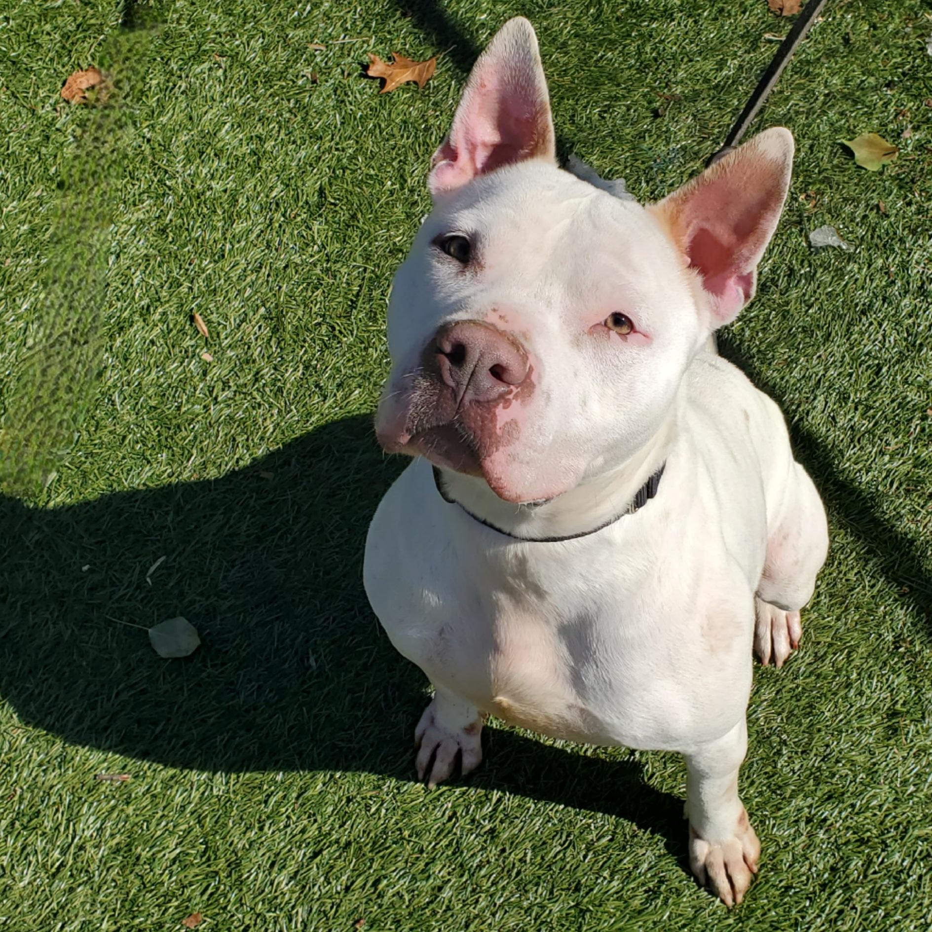 Enlarge Boo Radley, a Adoptable Pit Bull Terrier in Port Washington, NY image 2/6