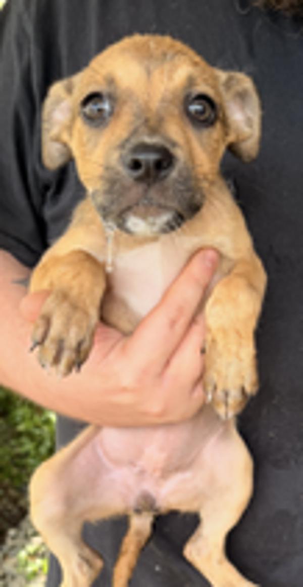 Enlarge Berny, a Adoptable mixed breed in Campbellsville, KY image 1/1