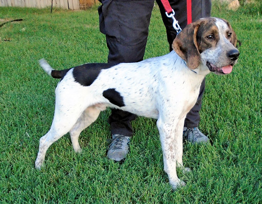 Killian (CA), a Adoptable Treeing Walker Coonhound in Jackson, CA image 1/4