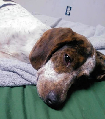 Killian (CA), a Adoptable Treeing Walker Coonhound in Jackson, CA image 2/4