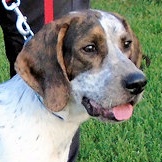 Killian (CA), a Adoptable Treeing Walker Coonhound in Jackson, CA image 3/4