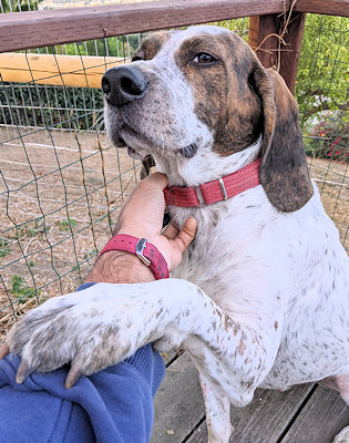 Killian (CA), a Adoptable Treeing Walker Coonhound in Jackson, CA image 4/4