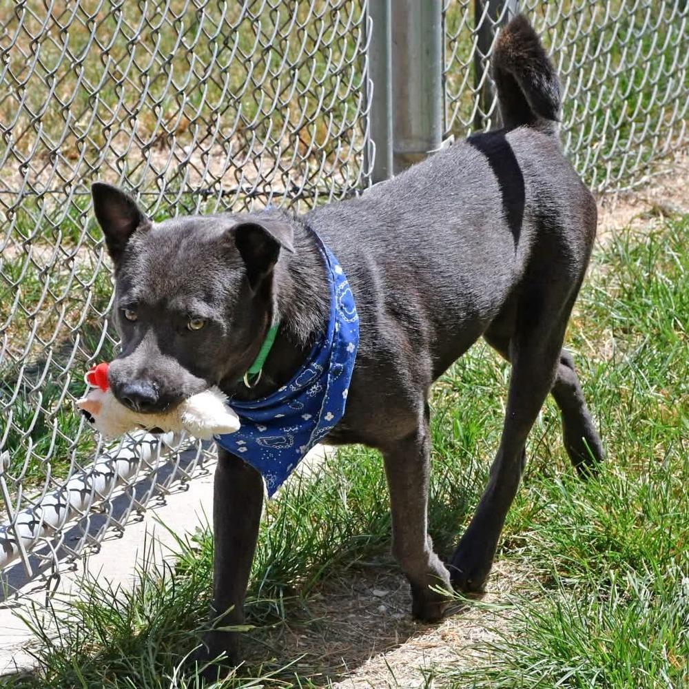 Sterling ππ€ A-143175, Adoptable, Adult Male Blue Lacy.
