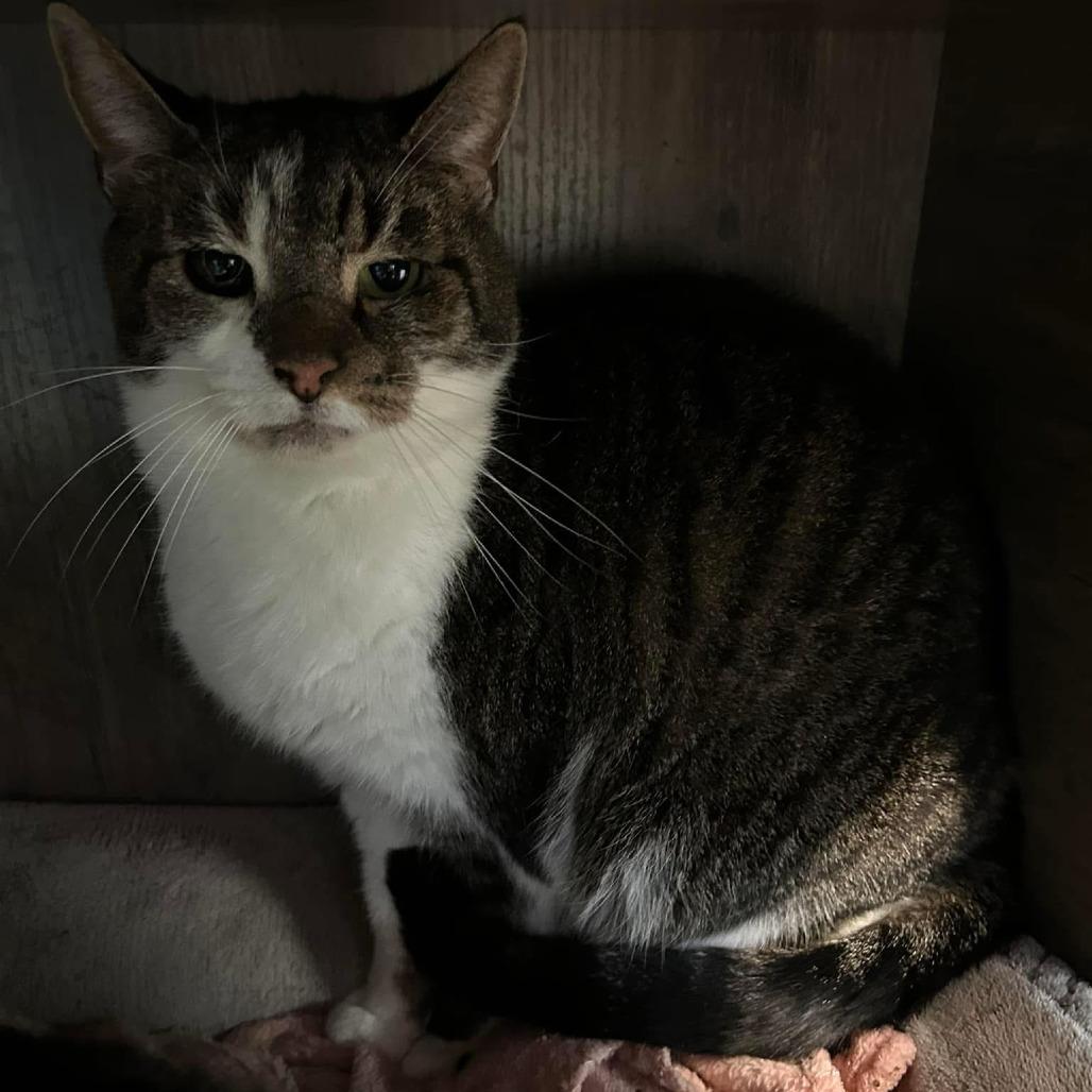 Enlarge Momma, a Adoptable Domestic Short Hair in Salem, WV image 1/1