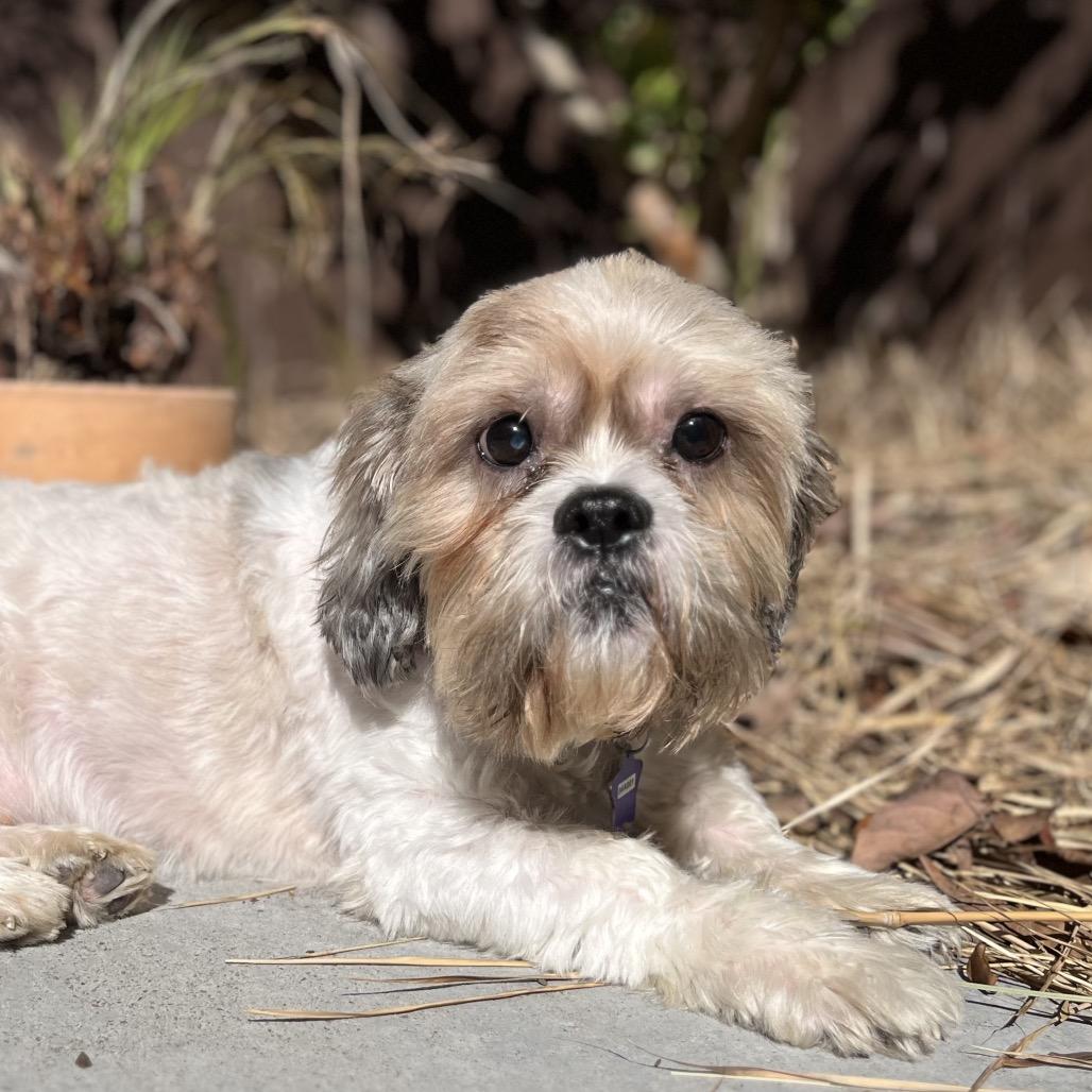 Shaggy, Adoptable, Adult Male Mixed Breed.