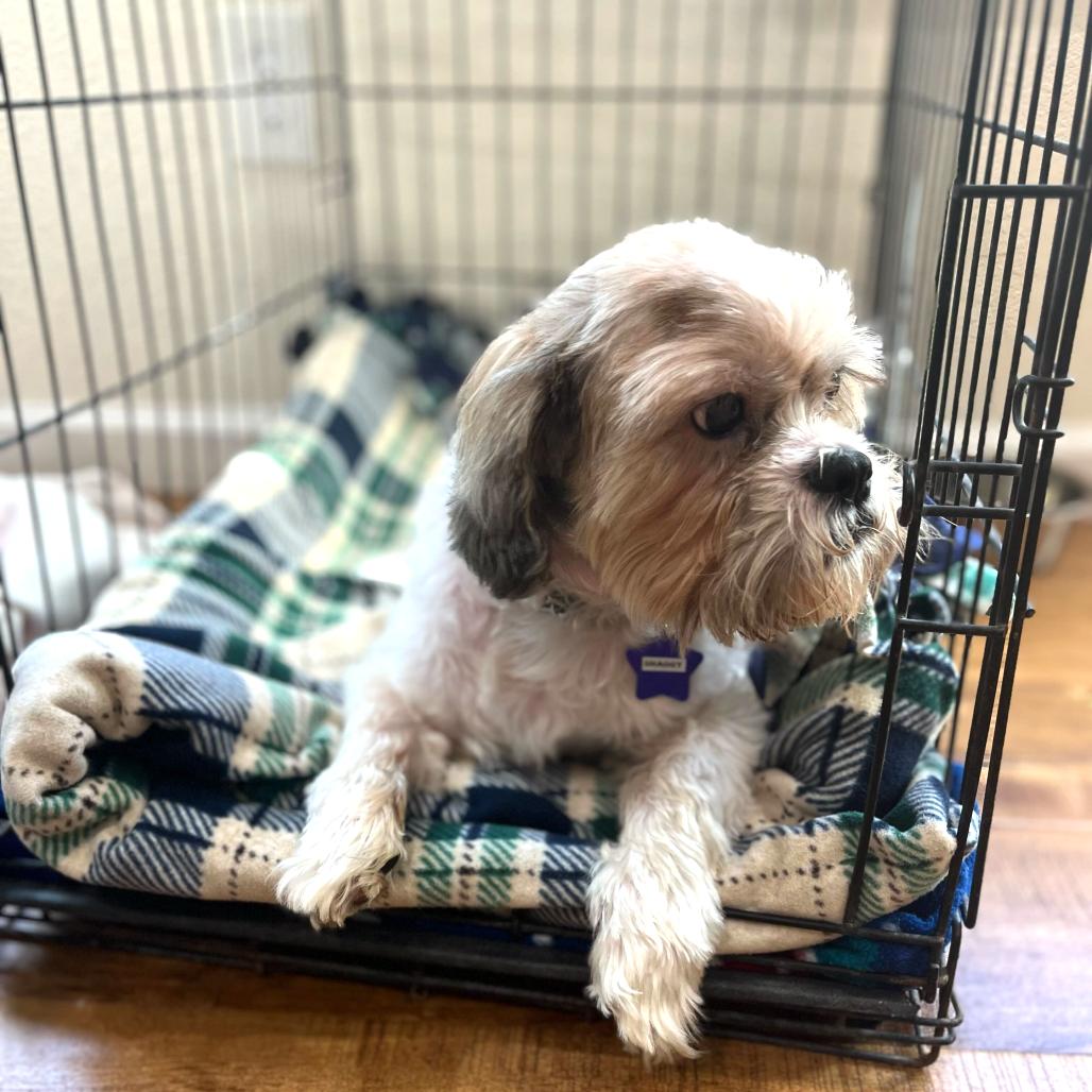 Shaggy, a Adoptable Mixed Breed in San Francisco, CA image 1/5