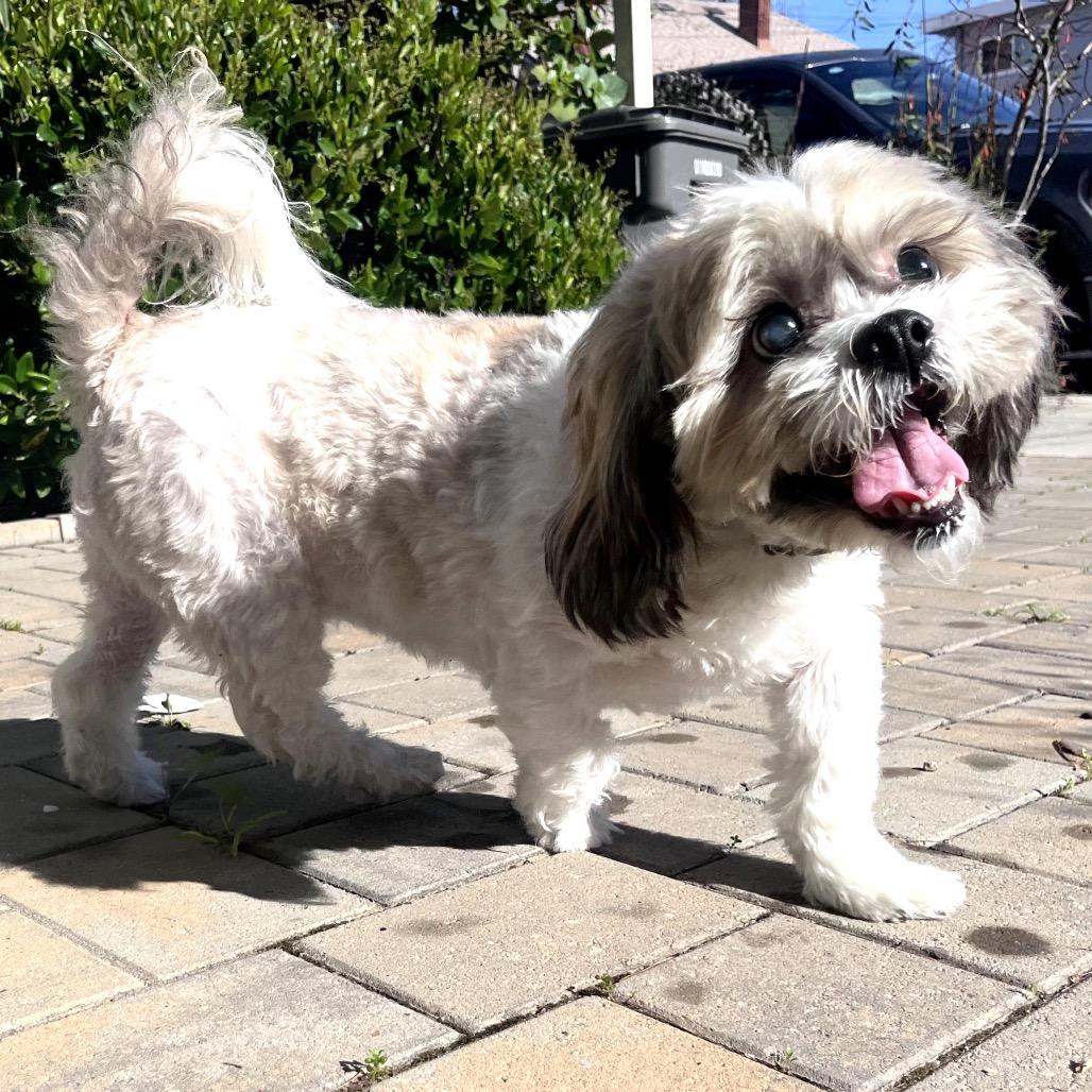 Enlarge Shaggy, a Adoptable Mixed Breed in San Francisco, CA image 1/6