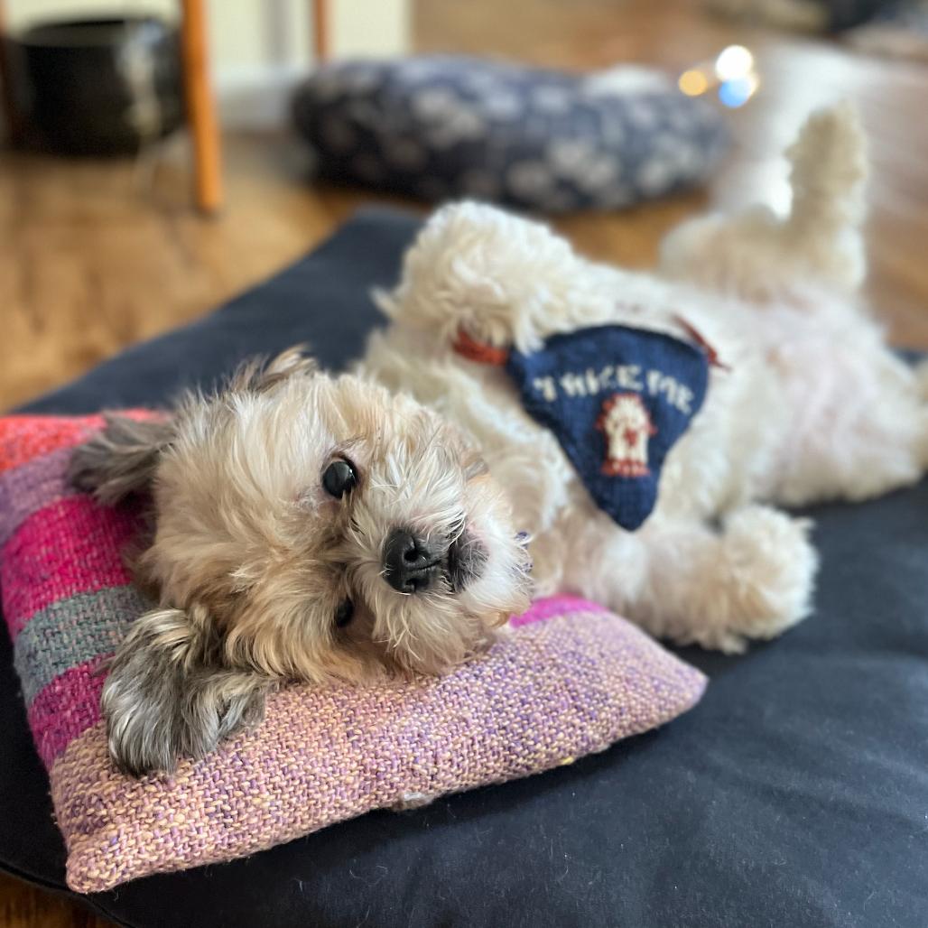 Enlarge Shaggy, a Adoptable Mixed Breed in San Francisco, CA image 4/6