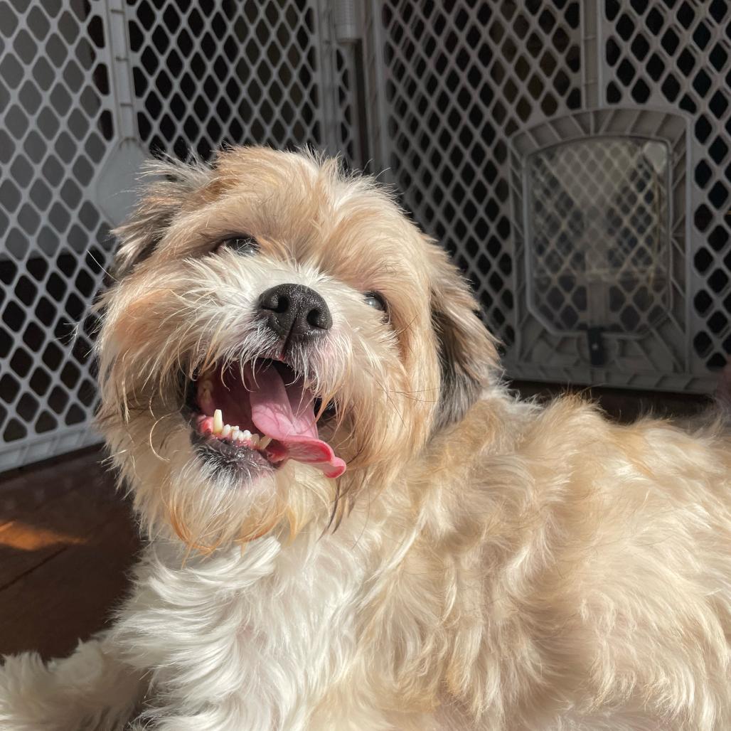 Enlarge Shaggy, a Adoptable Mixed Breed in San Francisco, CA image 5/6