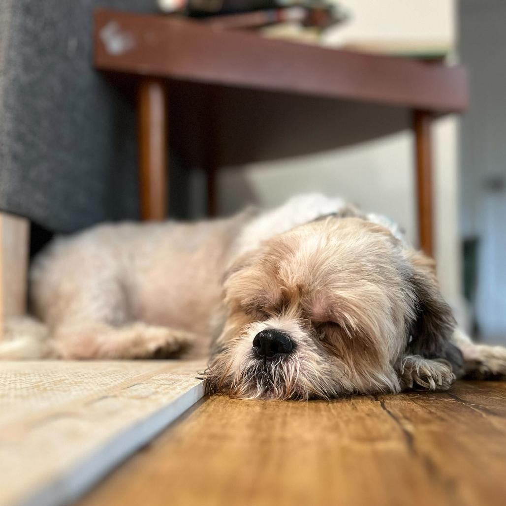 Shaggy, a Adoptable Mixed Breed in San Francisco, CA image 5/5