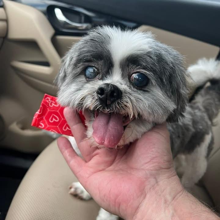 Enlarge Willow Rose, a Adoptable Shih Tzu in Houston, TX image 1/6
