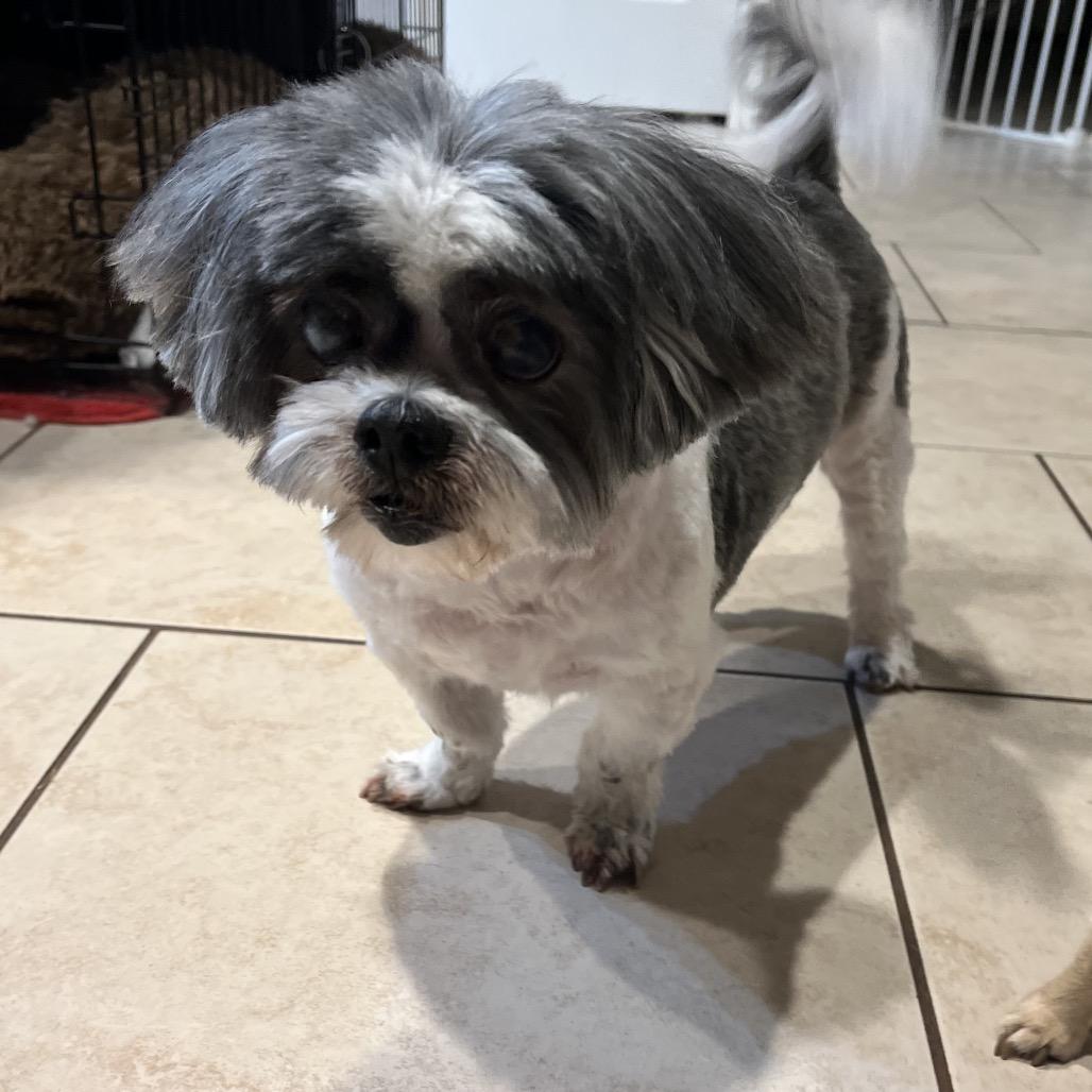 Enlarge Willow Rose, a Adoptable Shih Tzu in Houston, TX image 2/6