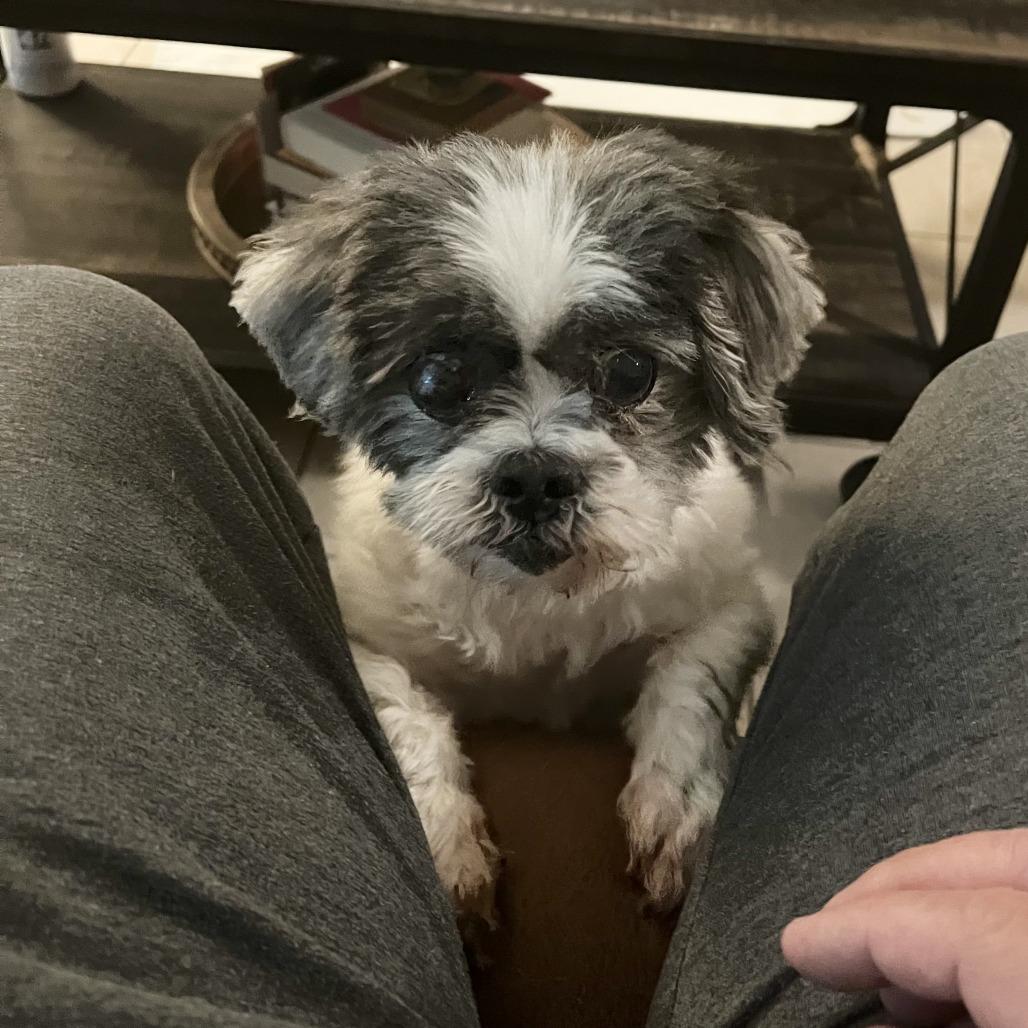 Enlarge Willow Rose, a Adoptable Shih Tzu in Houston, TX image 3/6