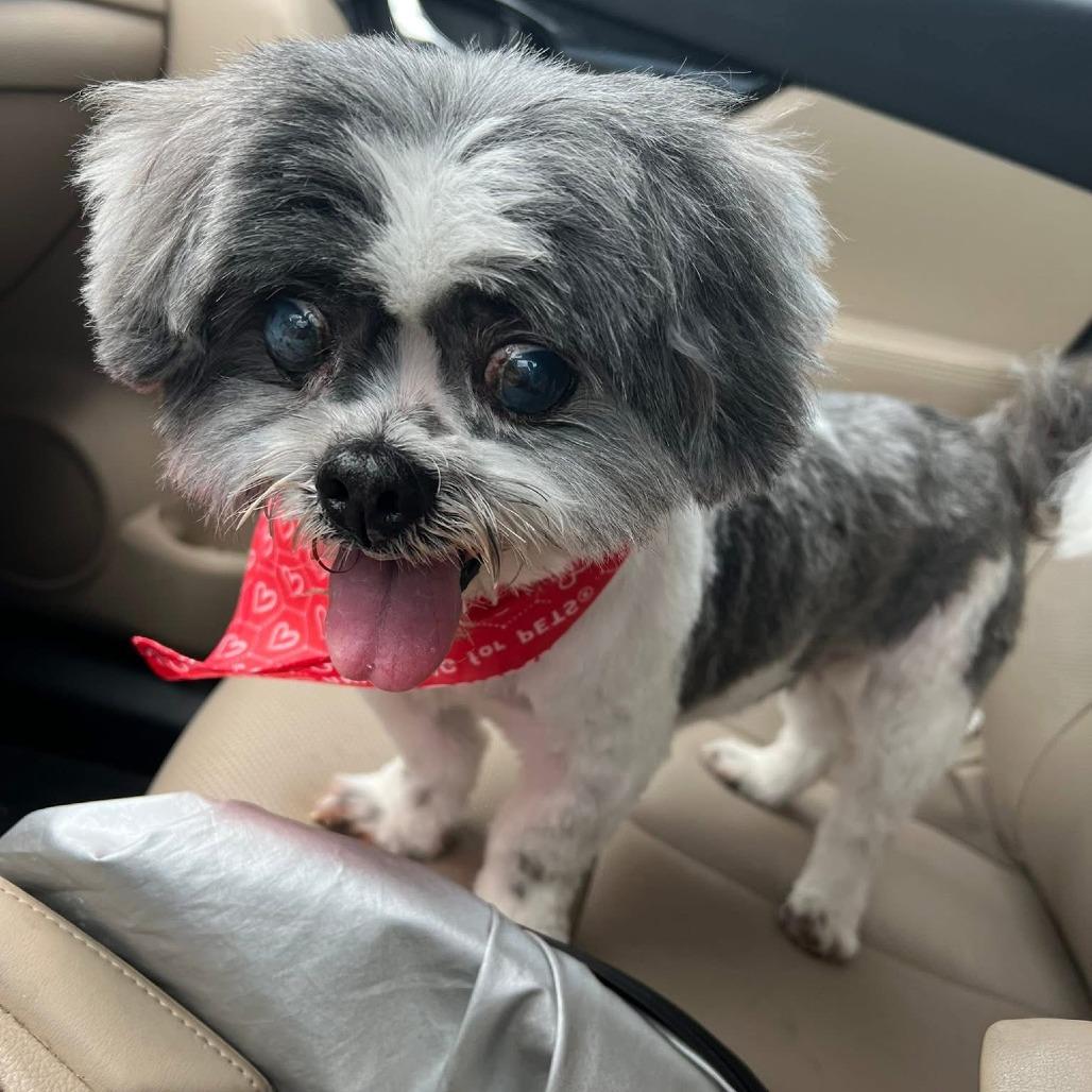 Enlarge Willow Rose, a Adoptable Shih Tzu in Houston, TX image 4/6