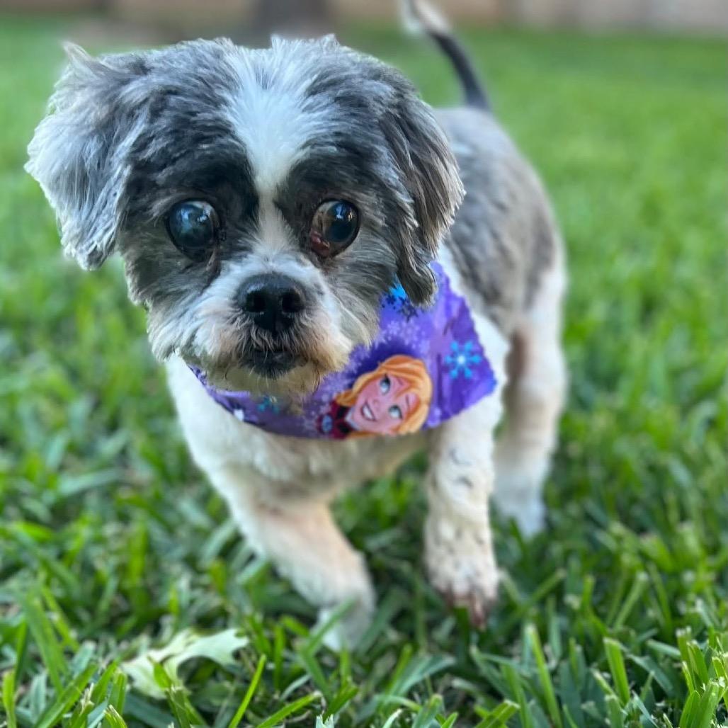Enlarge Willow Rose, a Adoptable Shih Tzu in Houston, TX image 5/6