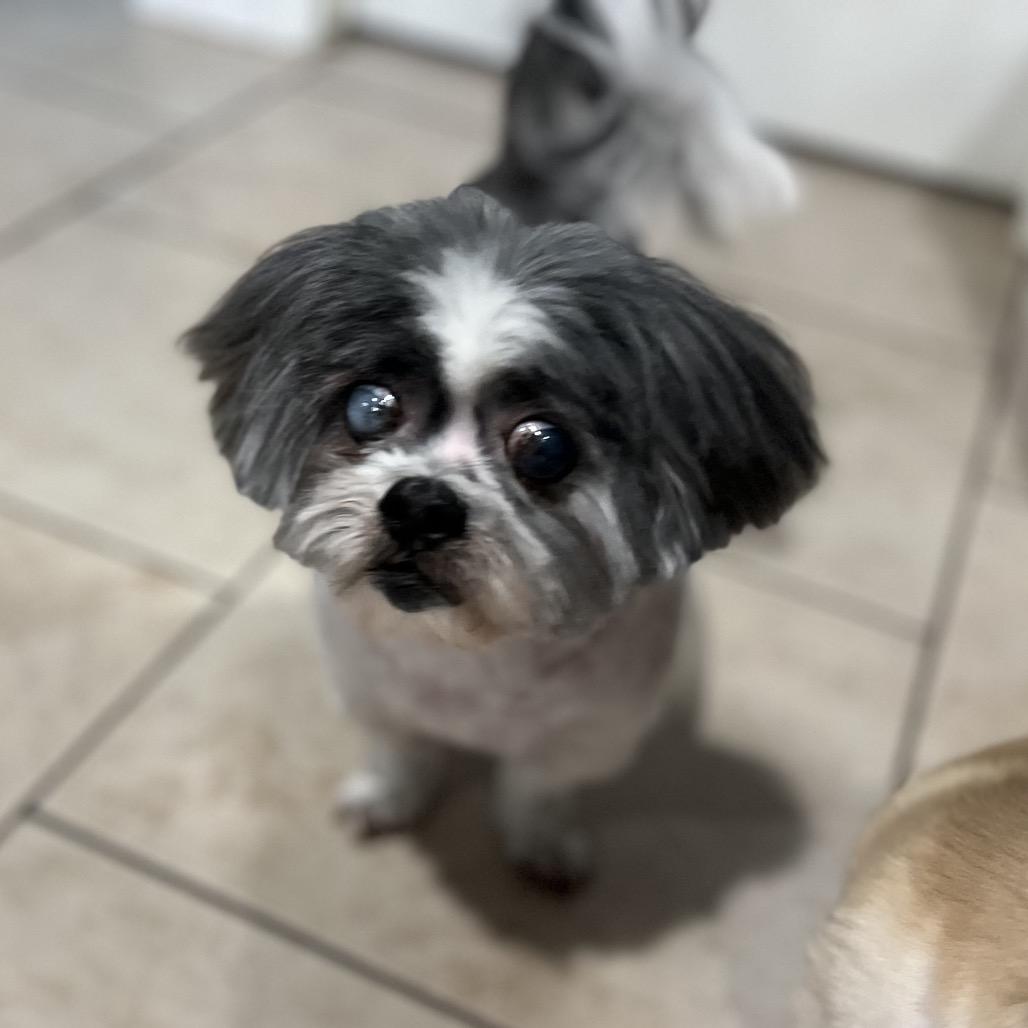 Enlarge Willow Rose, a Adoptable Shih Tzu in Houston, TX image 6/6