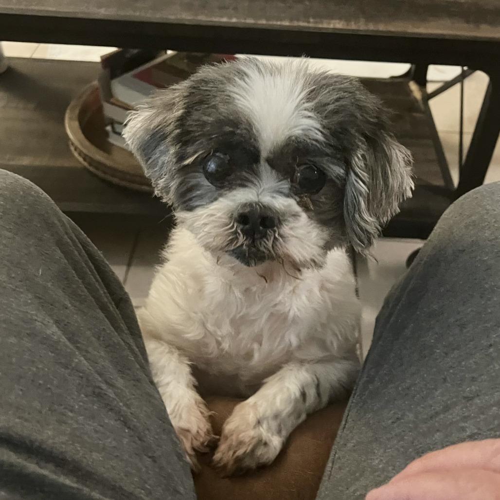 Enlarge Willow Rose, a Adoptable Shih Tzu in Houston, TX image 6/6