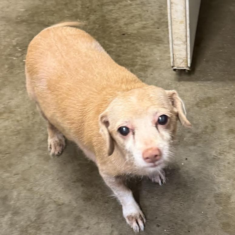 Enlarge Daisy, a Adoptable mixed breed in Melbourne, KY image 1/1