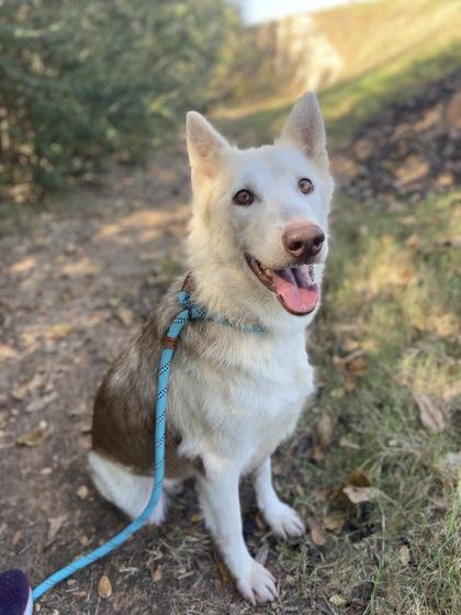 Jodie, a Adoptable mixed breed in Fort Worth, TX image 1/2