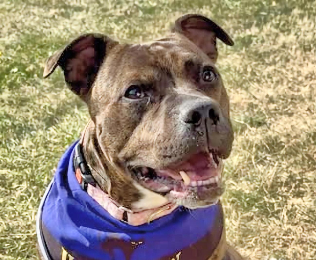 Estelle, a Adoptable mixed breed in Euclid, OH image 1/6