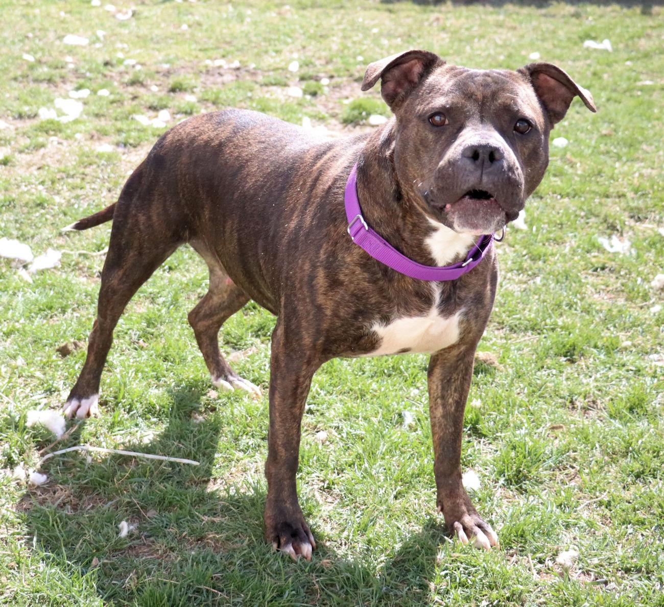 Estelle, a Adoptable mixed breed in Euclid, OH image 4/6