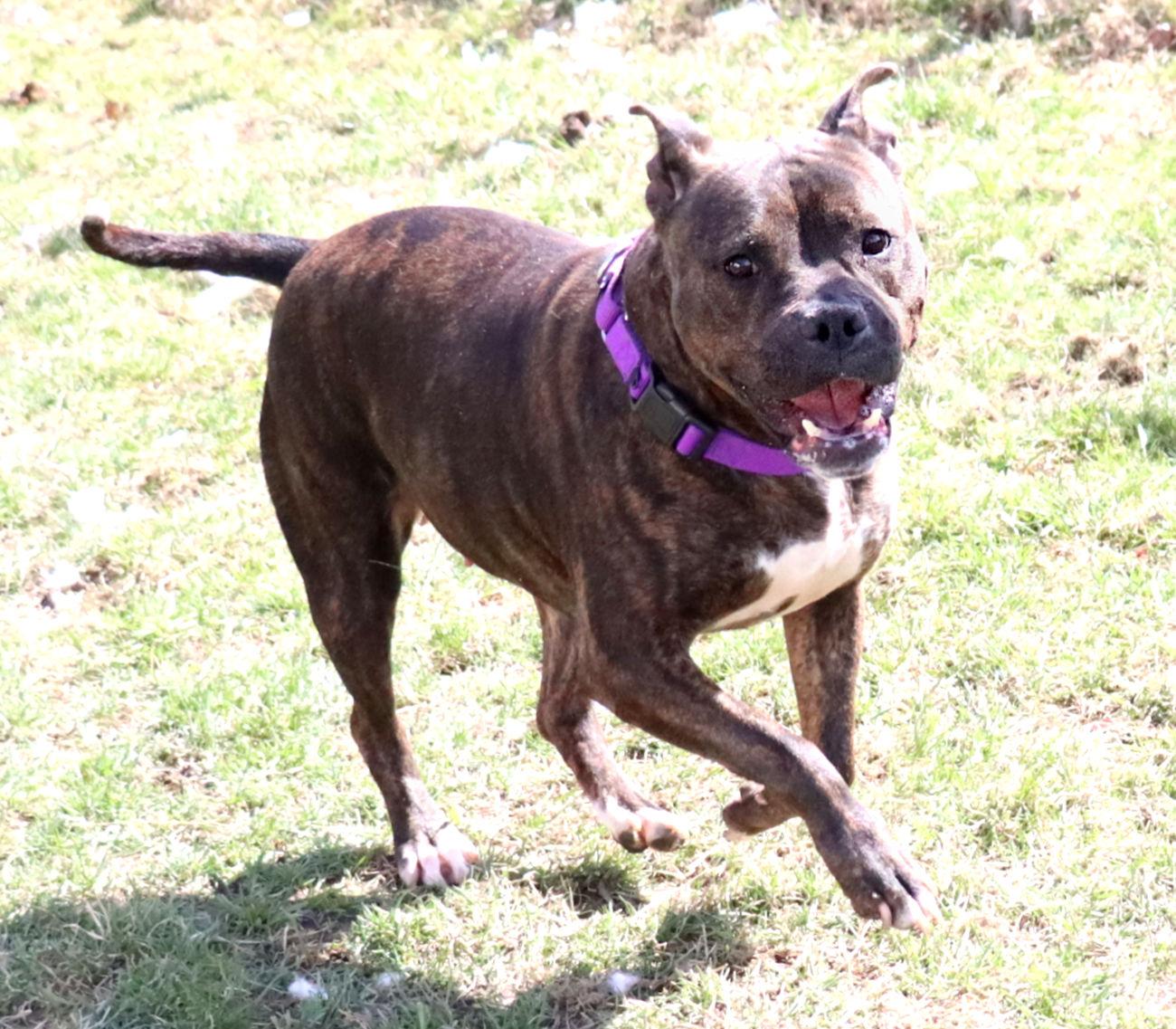 Estelle, a Adoptable mixed breed in Euclid, OH image 3/6