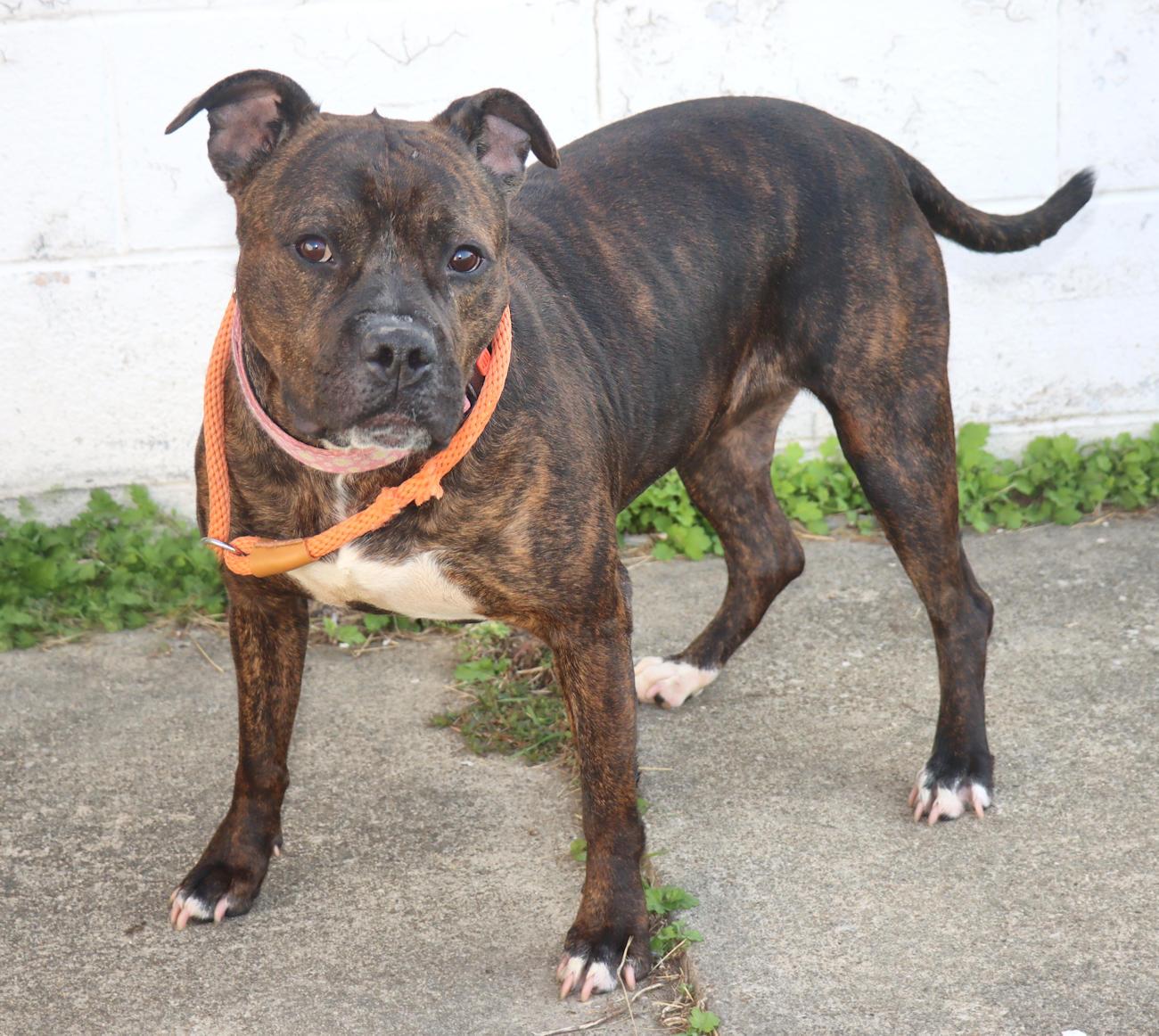 Estelle, a Adoptable mixed breed in Euclid, OH image 2/6