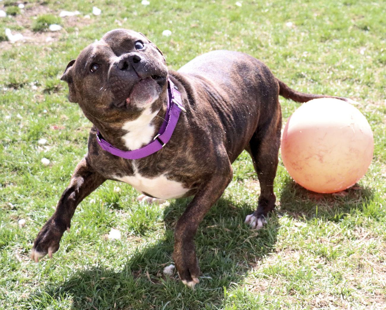 Estelle, a Adoptable mixed breed in Euclid, OH image 5/6