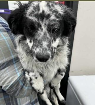 Enlarge Dalmation, a Adoptable mixed breed in Boulder, CO image 1/1