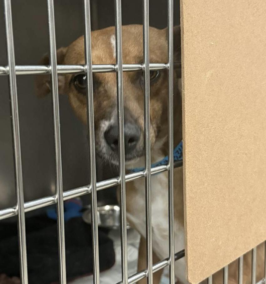 Park, Adoptable, Puppy Male Hound.