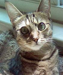 Enlarge Cricket, a Adoptable Domestic Short Hair in Tiburon, CA image 1/3