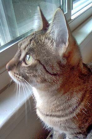 Enlarge Cricket, a Adoptable Domestic Short Hair in Tiburon, CA image 2/3